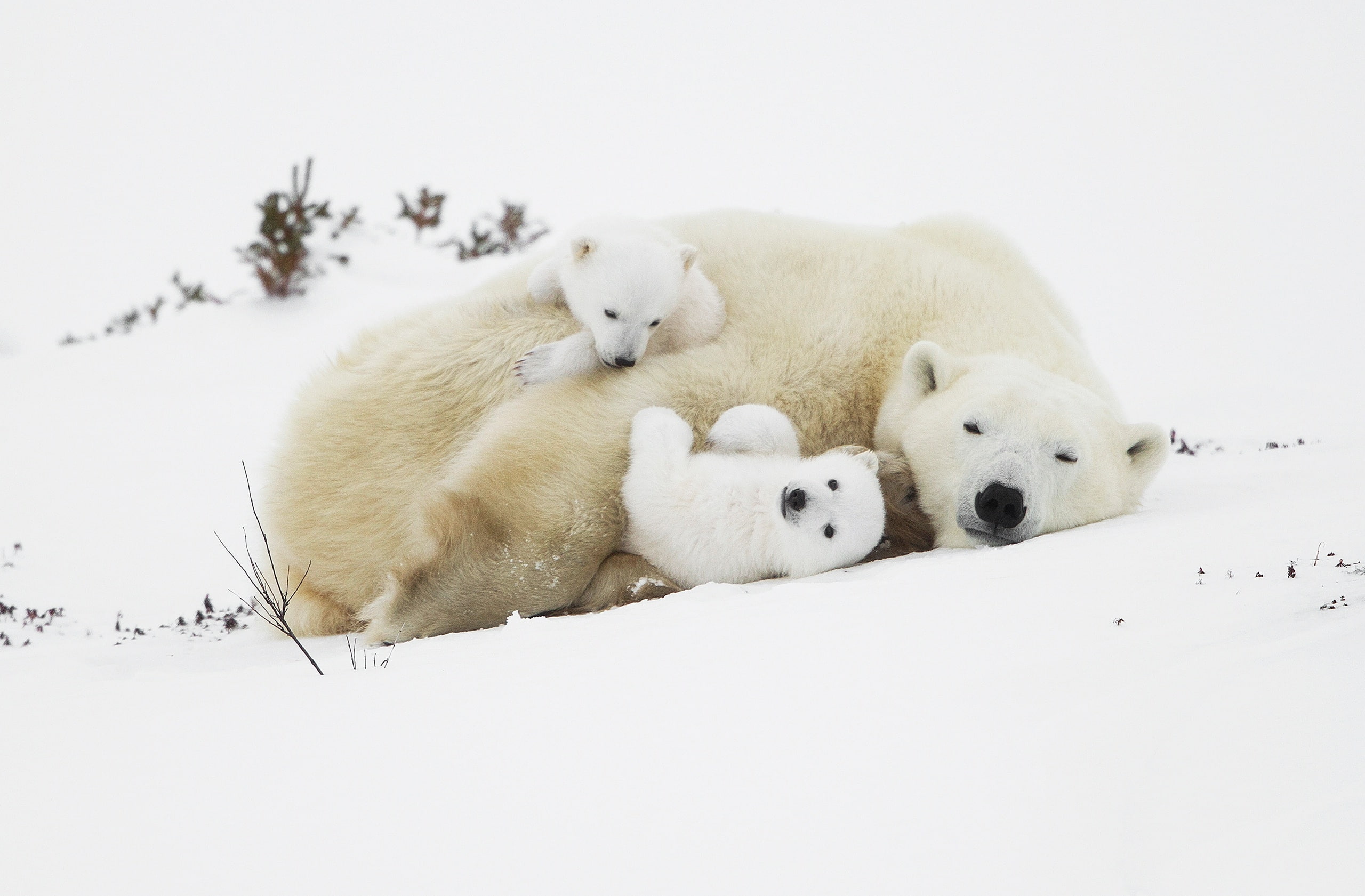 nature, relaxation, group of animals, family, young animal, mammal, cub, animal themes, polar bear, bear, fluffy, cute, winter, animal wildlife, cold temperature, HD Wallpaper