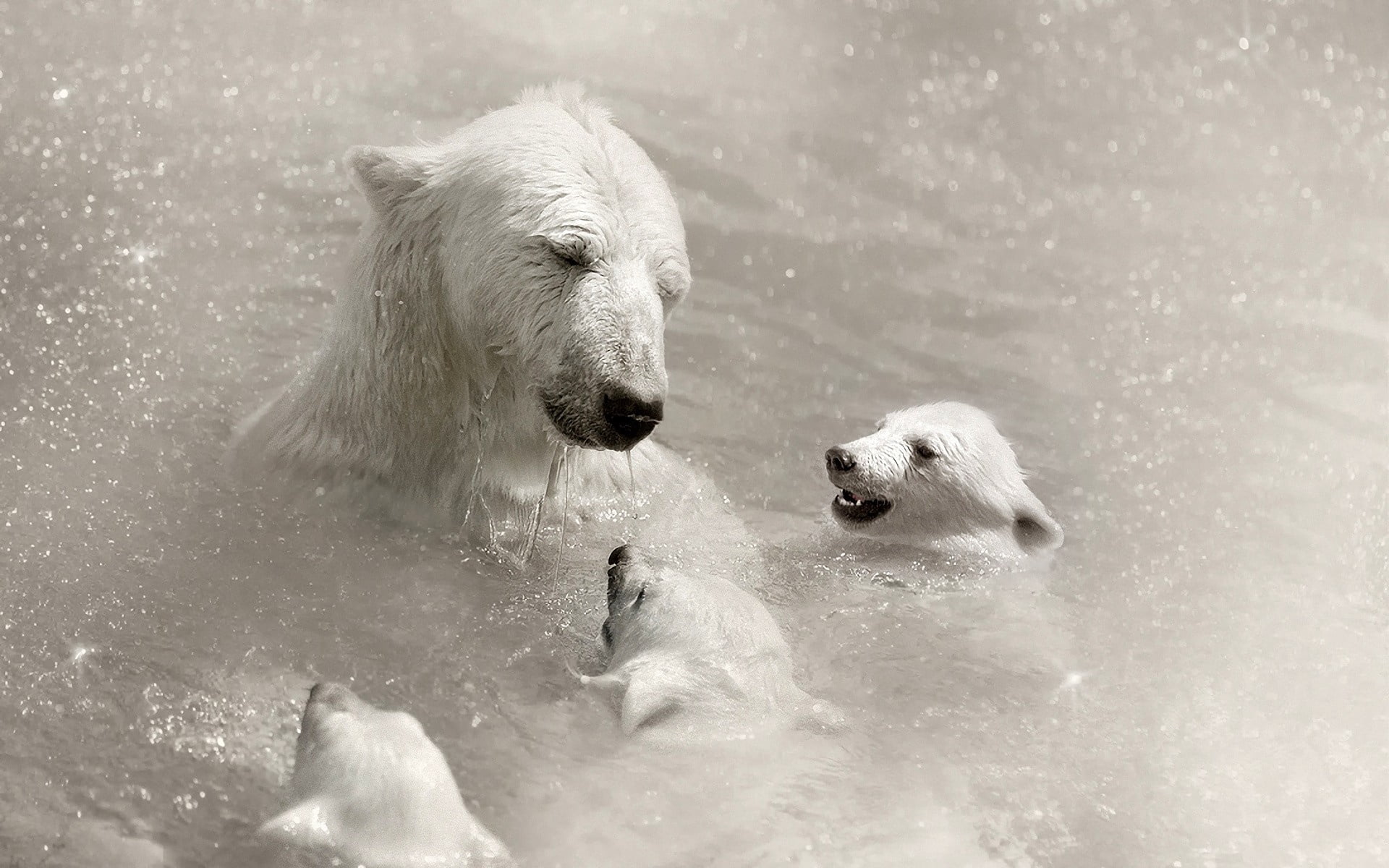 friendship, dog, cute, caring, retriever, fun, outdoors, cold - Temperature, animal wildlife, animal themes, bear, cold temperature, mammal, nature, two animals, HD Wallpaper