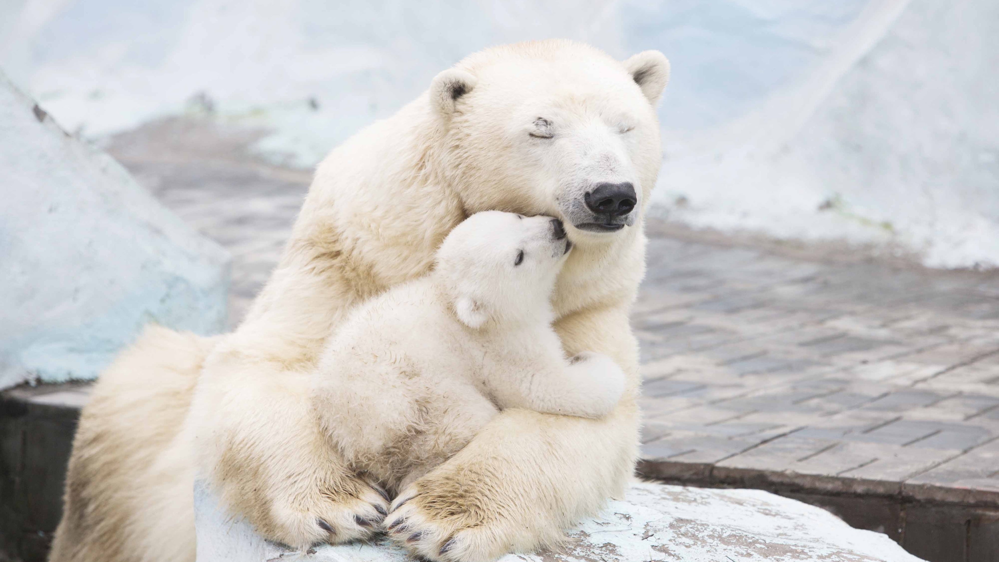 bear, polar, 4k, cub, polar bears, cute animals, 4K, HD Wallpaper