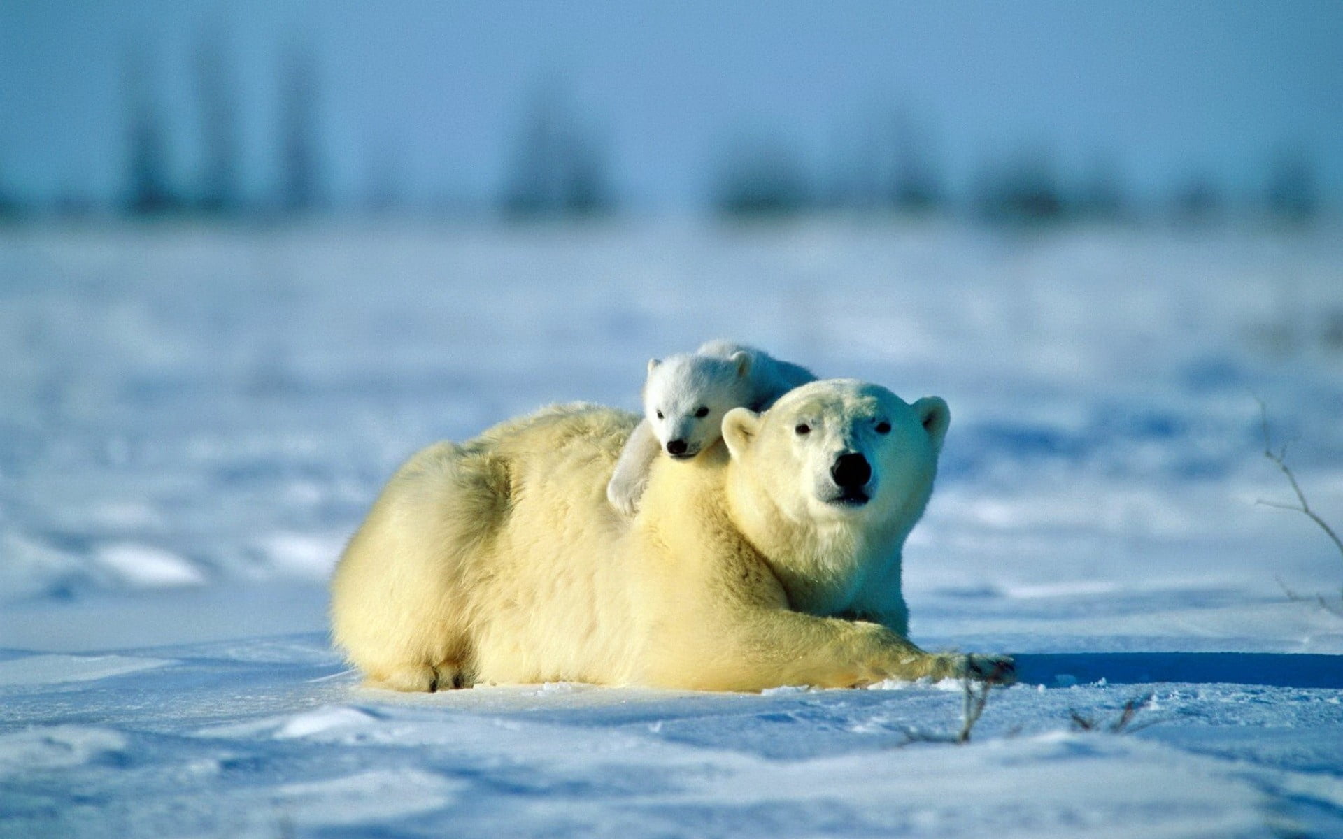 polar, snow, animal wildlife, cub, alaska - Usa State, polar Bear, day, winter, animal themes, wildlife, white, animal family, north, cute, no people, outdoors, HD Wallpaper