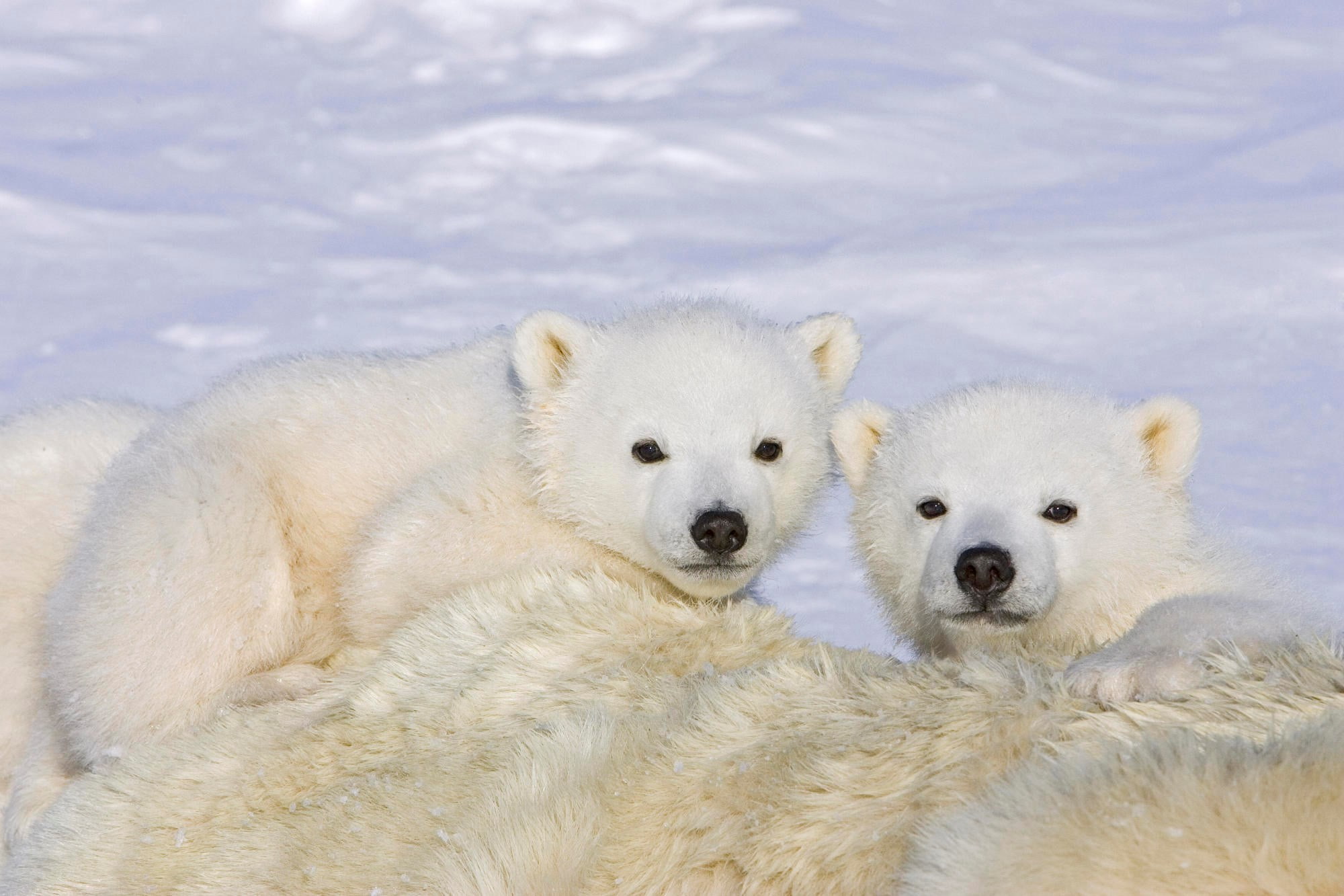 mammal, vertebrate, animal themes, bear windows, 1080P, animal wildlife, animal family, outdoors, snow, group of animals, animals in the wild, animal, HD Wallpaper