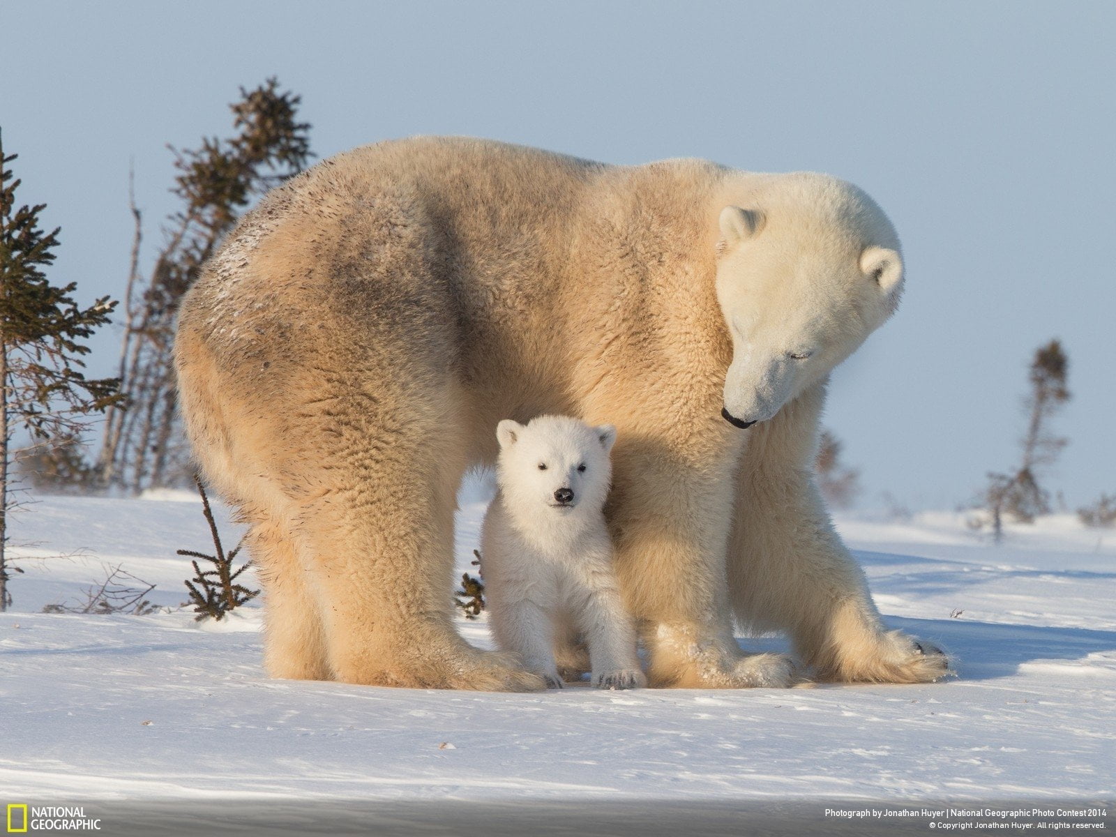 animal wildlife, 720P, day, vertebrate, beauty in nature, Snow, Bears, Animal, mammal, animals in the wild, Bear, Love, nature, Cub, animal themes, outdoors, HD Wallpaper