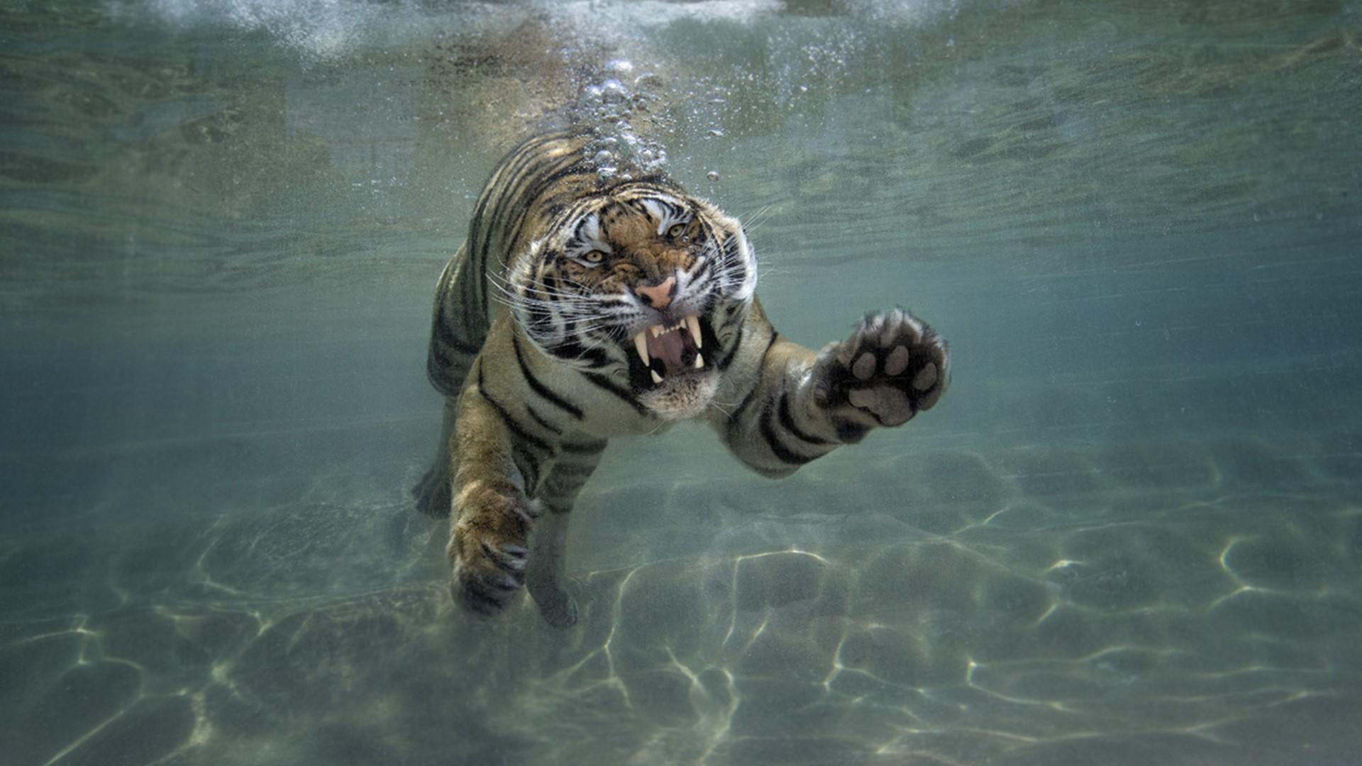 swimming, animal themes, wildlife, day, one animal, animal wildlife, outdoors, carnivoran, water, 1080P, marine, sea, tiger, sunlight, no people, animals in the wild, HD Wallpaper