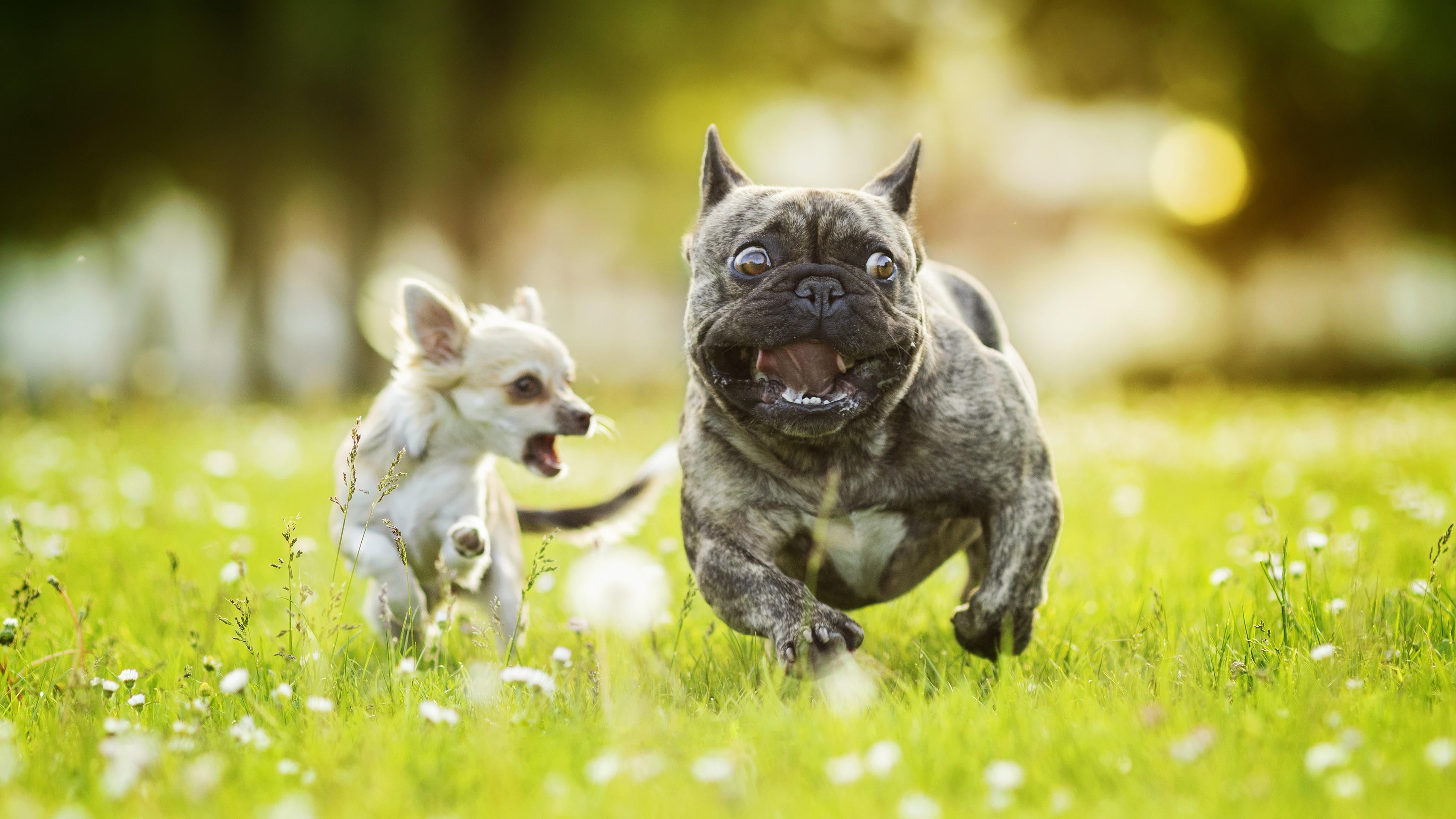 land, dog breed, chase, small, no people, carnivoran, dogs, pets, grass, green color, domestic, animal themes, dog, snout, french bulldog, chasing, one animal, HD Wallpaper