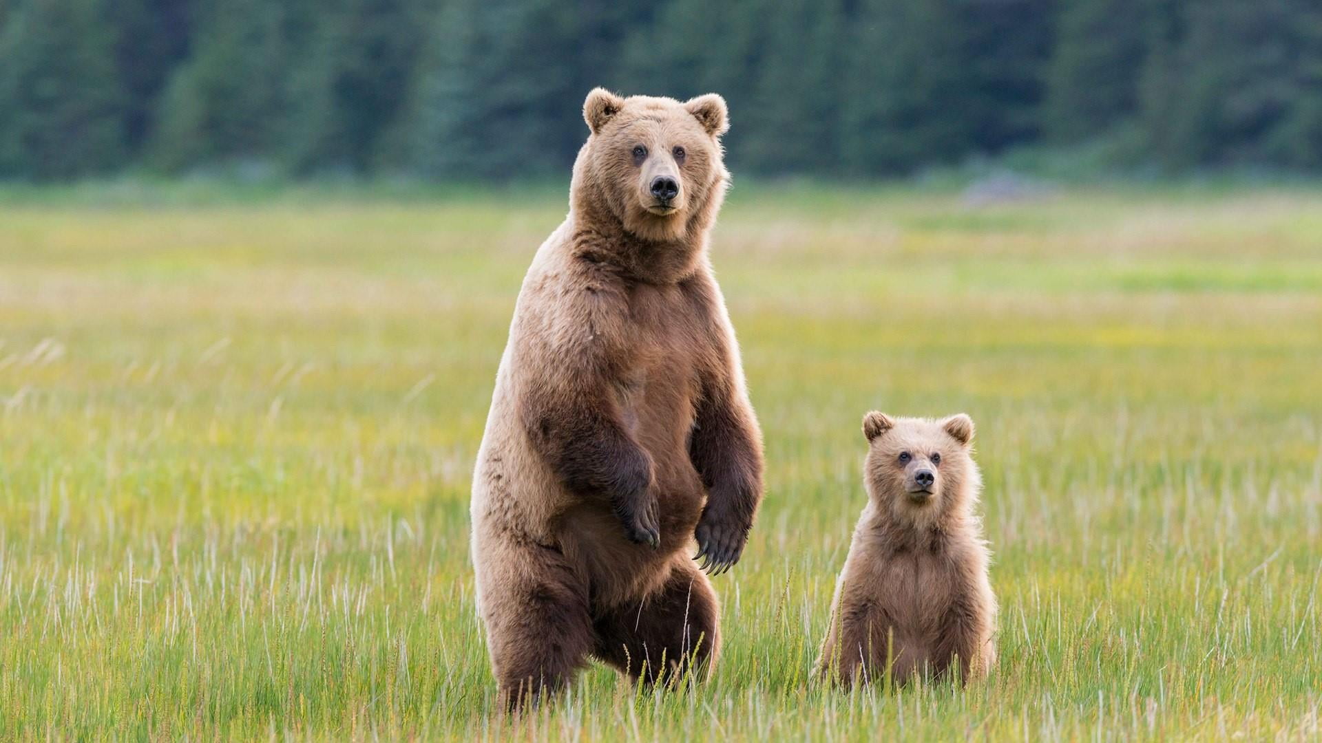 no people, carnivoran, young animal, looking at camera, two animals, grass, cub, animal wildlife, standing, plant, nature, animal family, mammal, bears, HD Wallpaper