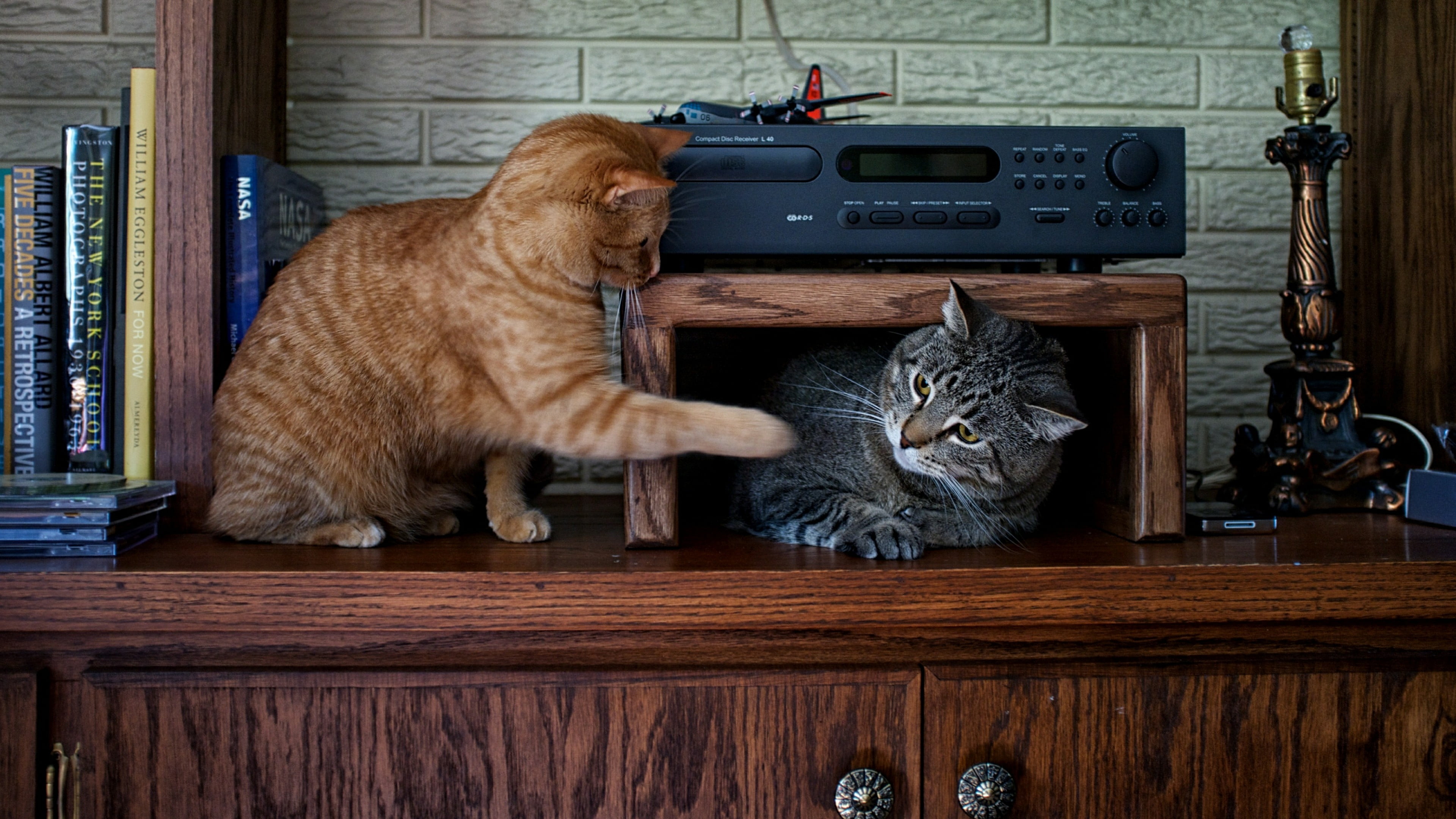 carnivoran, cat, friendship, 4K, playing, tabby cat, domestic animals, brown, mammal, play, ginger cat, wood - material, one animal, domestic cat, table, HD Wallpaper