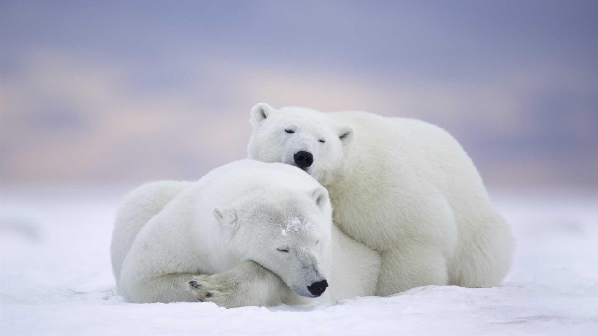 bear, 1080P, polar bears, wildlife, cute, emotion, romantic, snow, love, HD Wallpaper