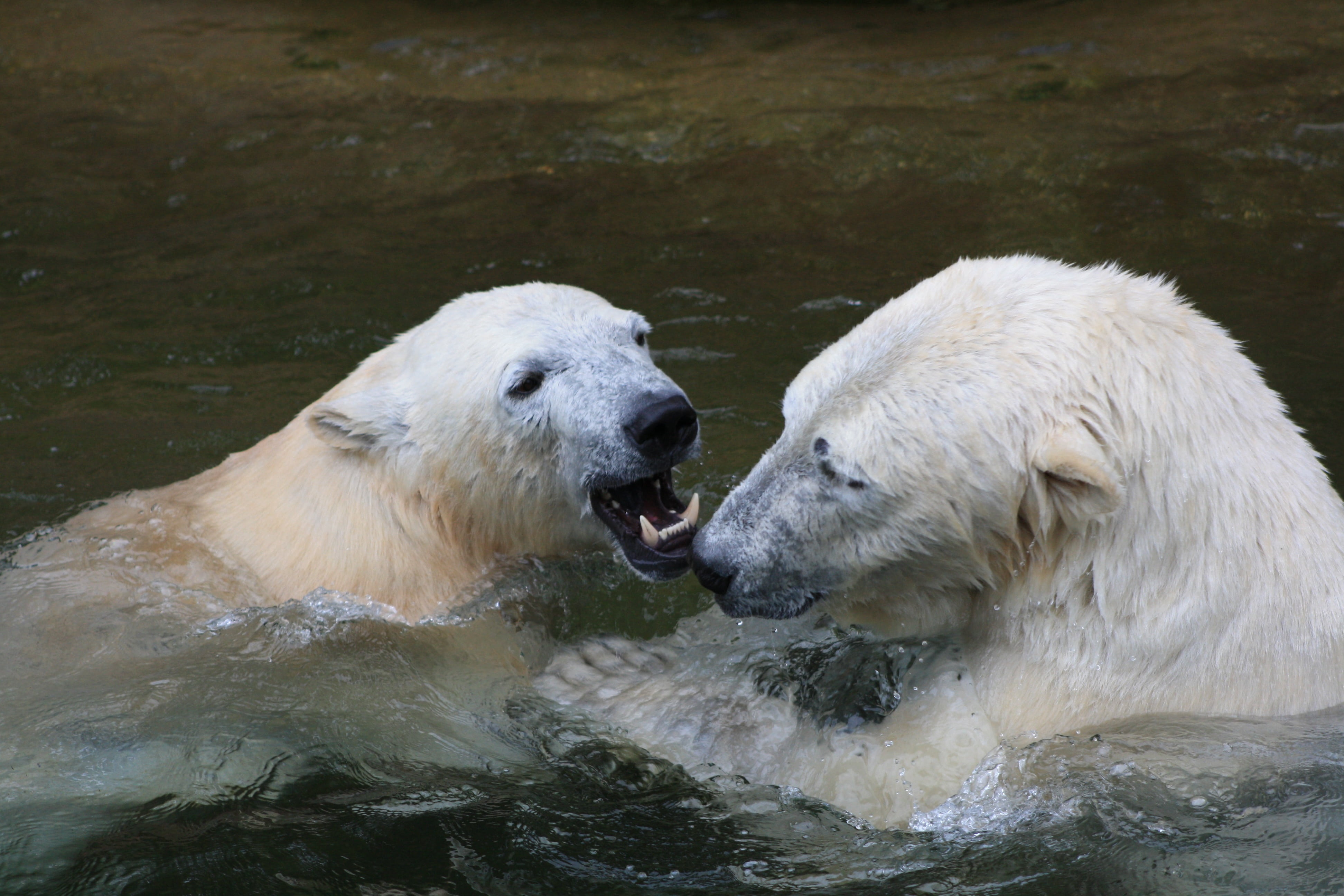 cold, polar, curious, day, whitebear, animal body part, group of animals, arctic, mouth open, animal, two animals, ursus, vertebrate, fighting, polar Bear, HD Wallpaper