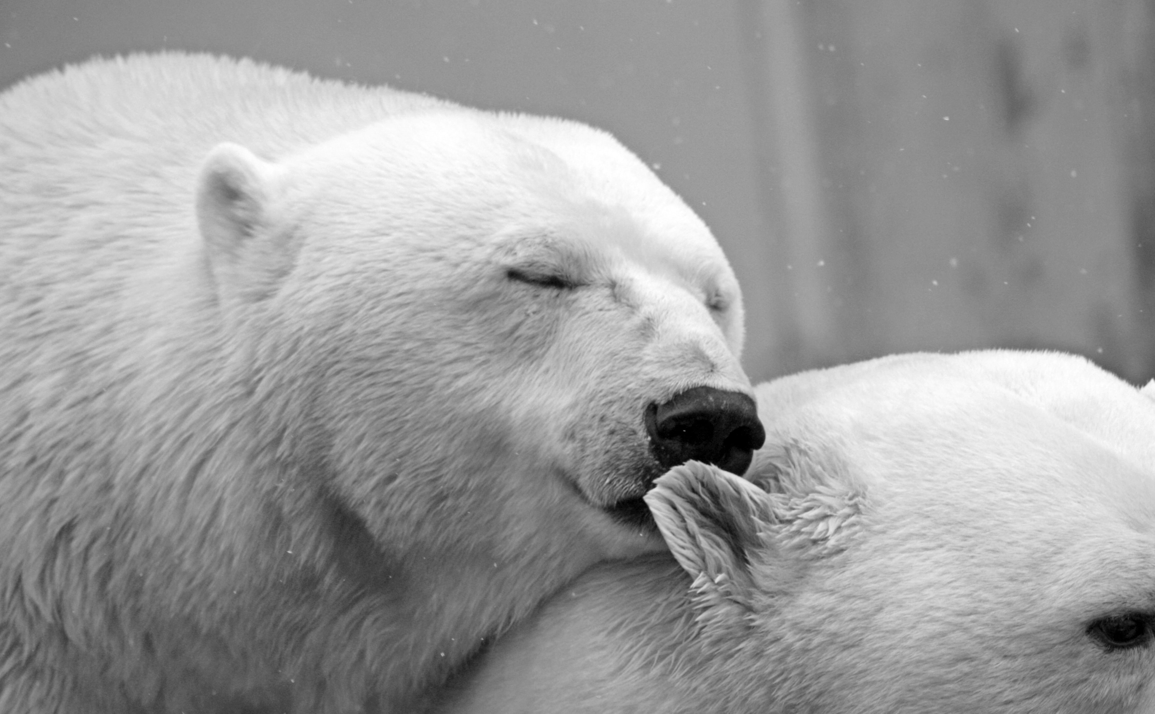 feelings, Romantic, Heart, Tender, animal themes, Kiss, Couple, White, Sweet, Black and White, animalworld, Animal, snow, outdoors, Mood, natureconservation, HD Wallpaper