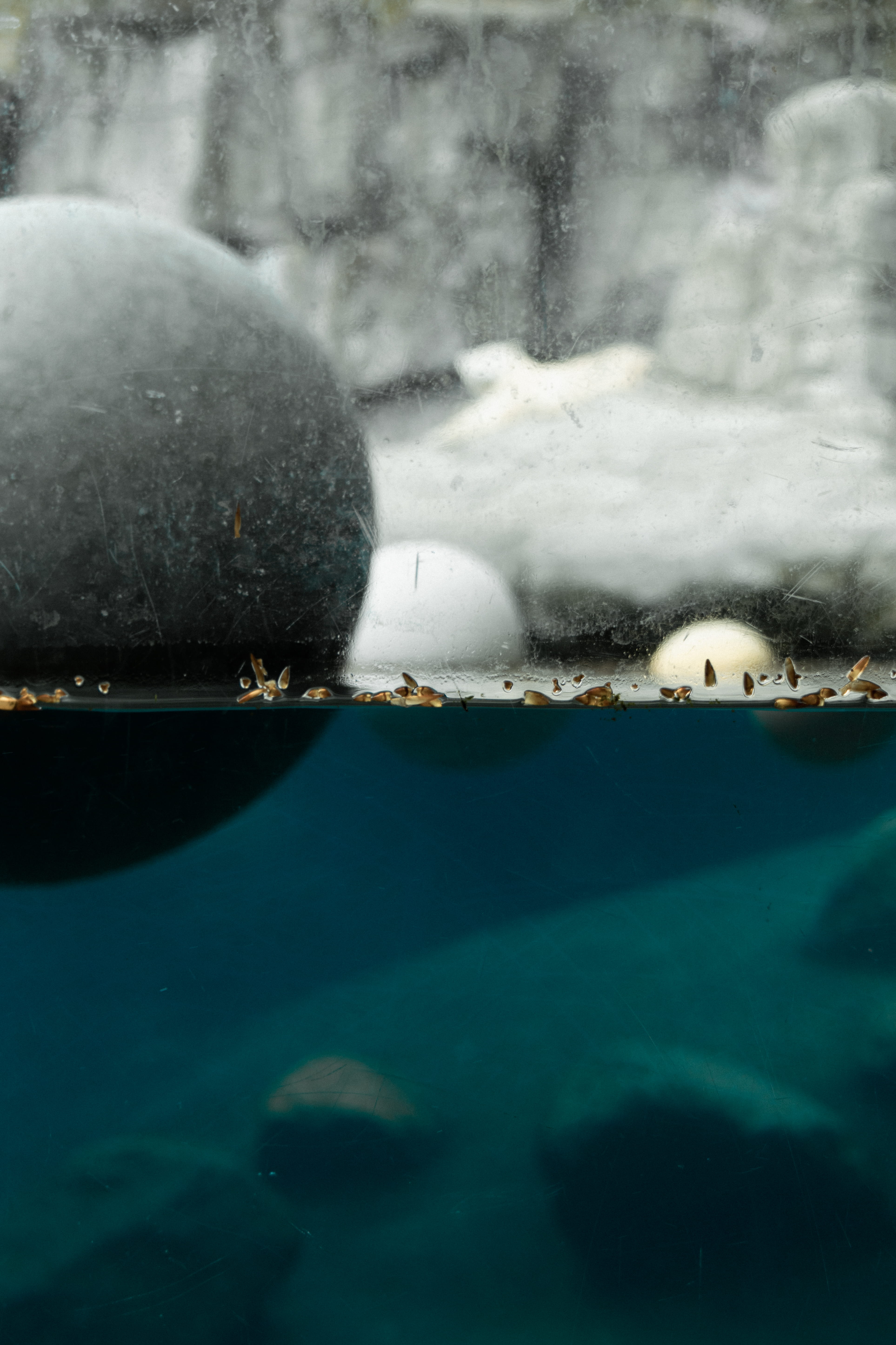 5K, selective focus, land, water, polarbear, bear, no people, cold temperature, denmark, zoo, waterfront, polar, snow, turquoise colored, scenics - nature, Phone HD Wallpaper