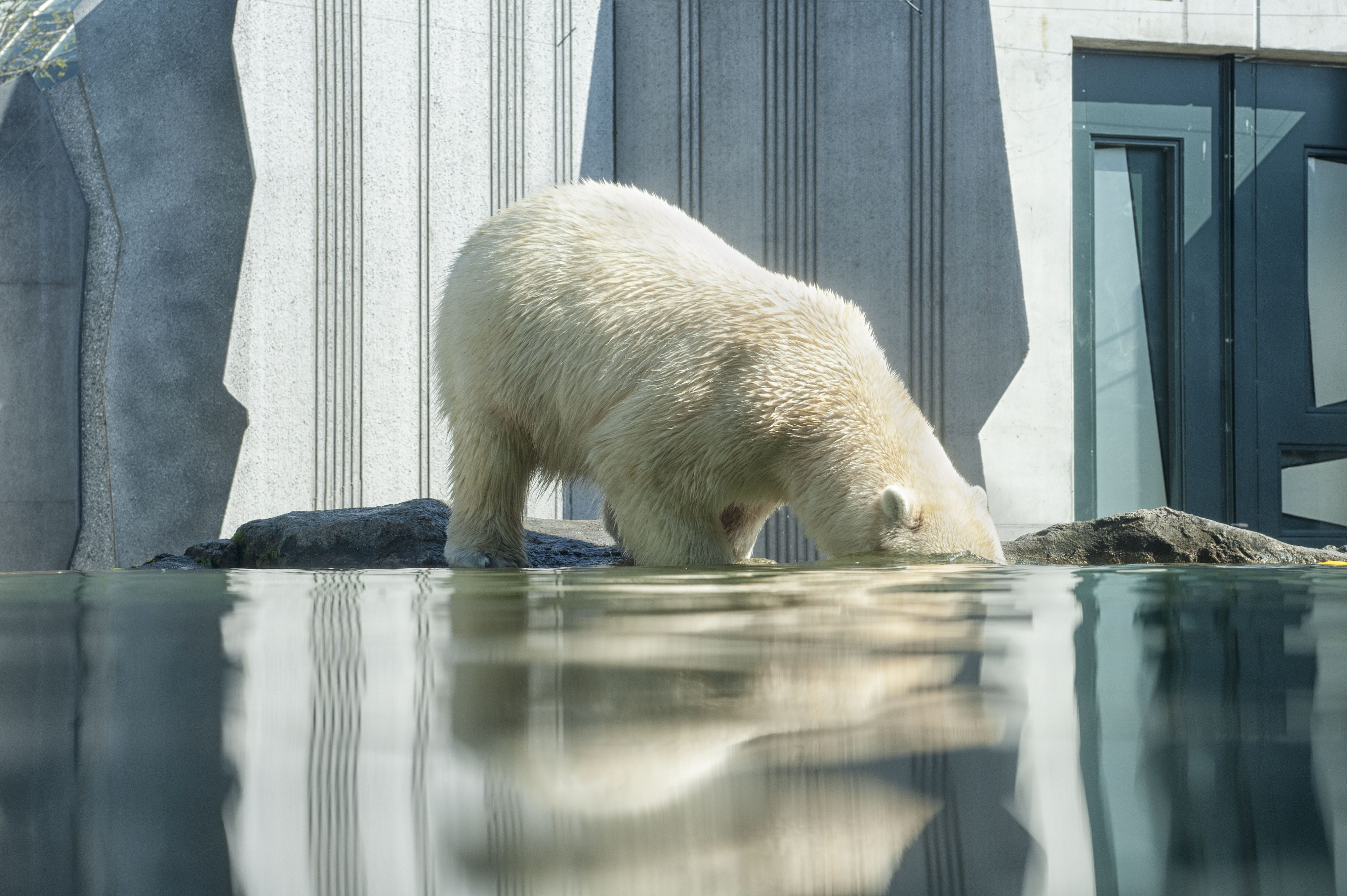 zoo, blue, pool, one animal, 4K, animal themes, reflection, drinking, white, fur, mammal, animal, wildlife, vertebrate, architecture, polarbear, no people, HD Wallpaper