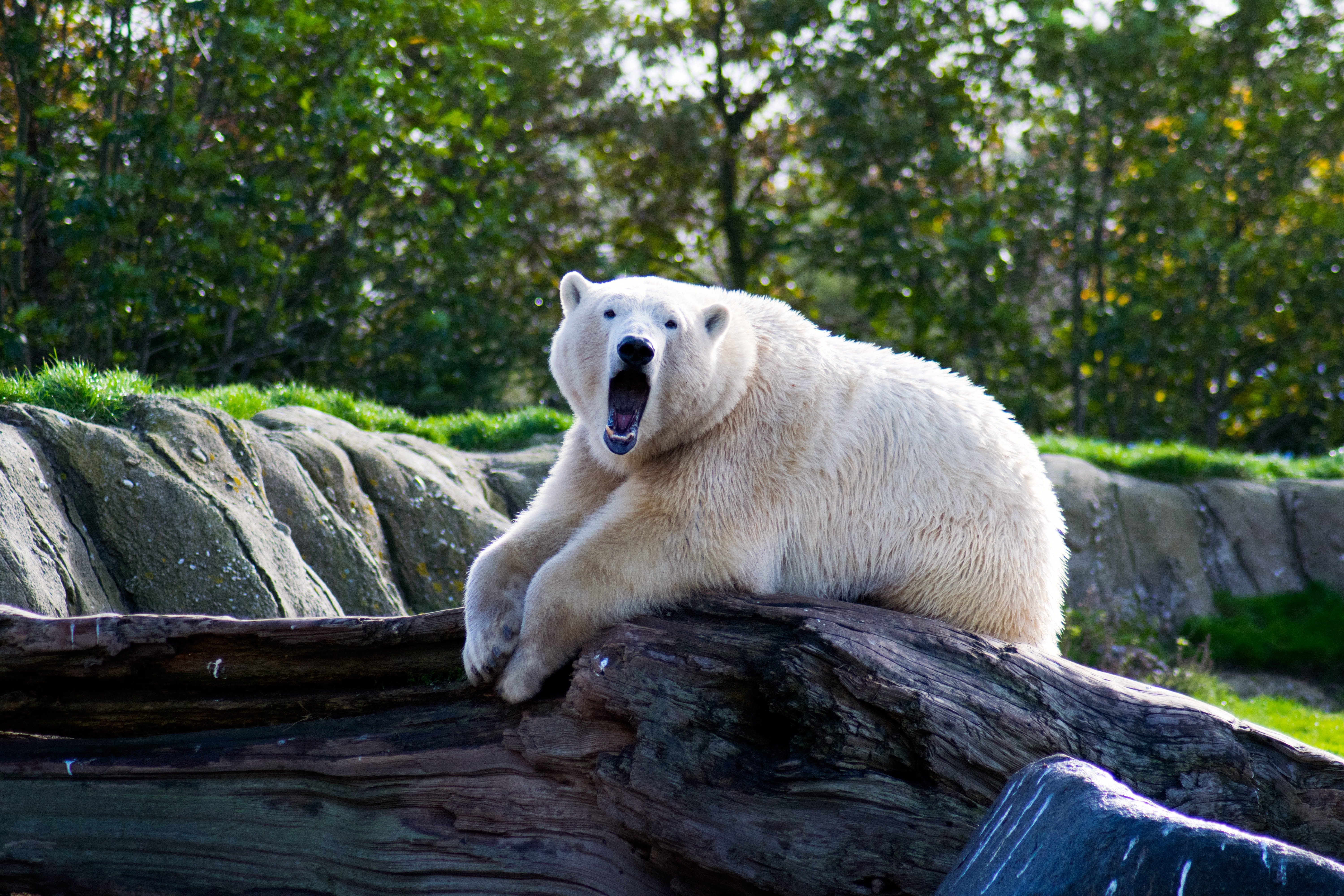 zoo, rock, 5K, vertebrate, one animal, mouth open, polar bear, animals in the wild, animal head, wood, bear, mammal, no people, nature, animal themes, HD Wallpaper
