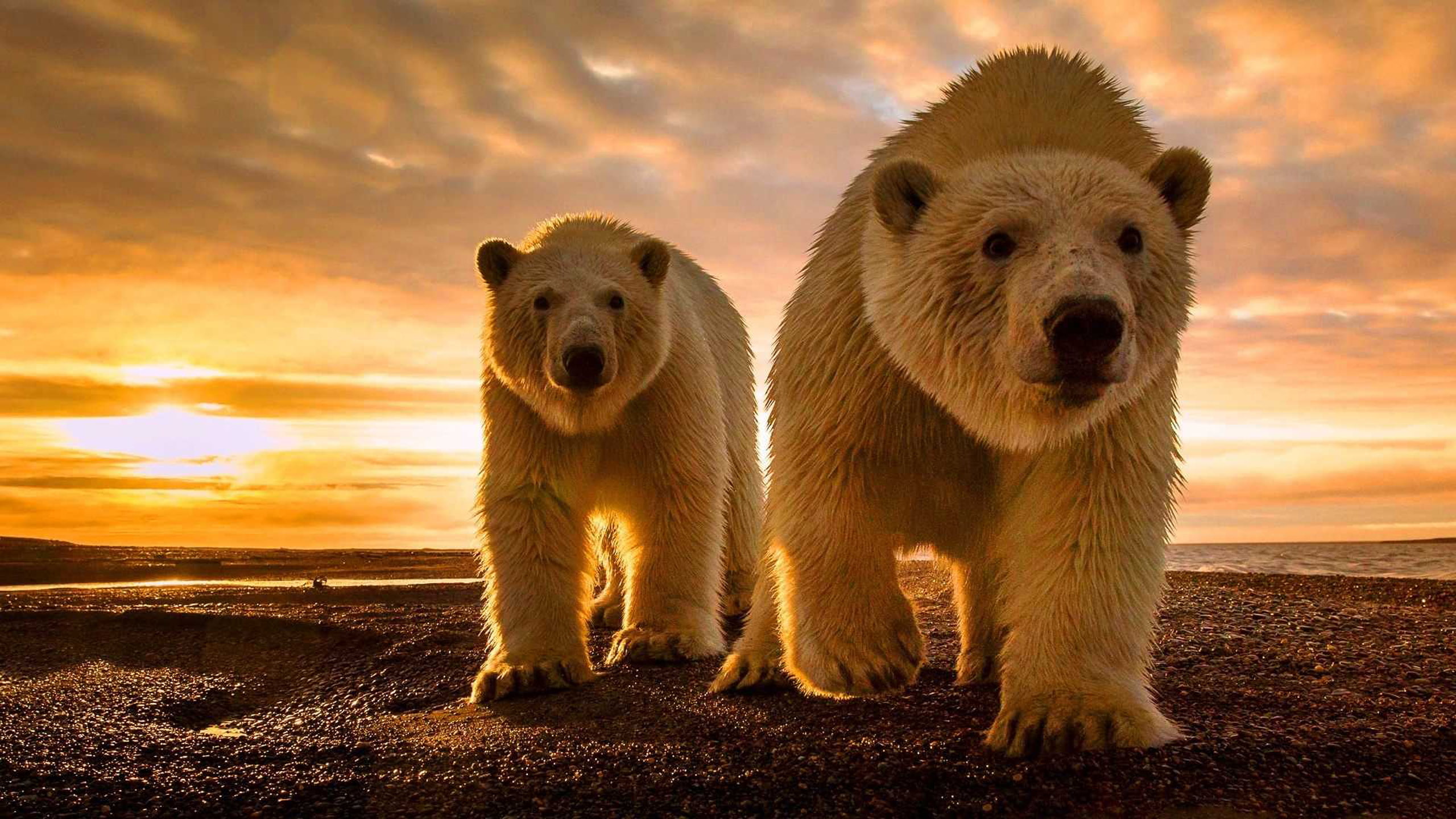 white, par, bears, crbeni, clouds, sunset, desktop, polar, windows, backgrounds, 2K, HD Wallpaper