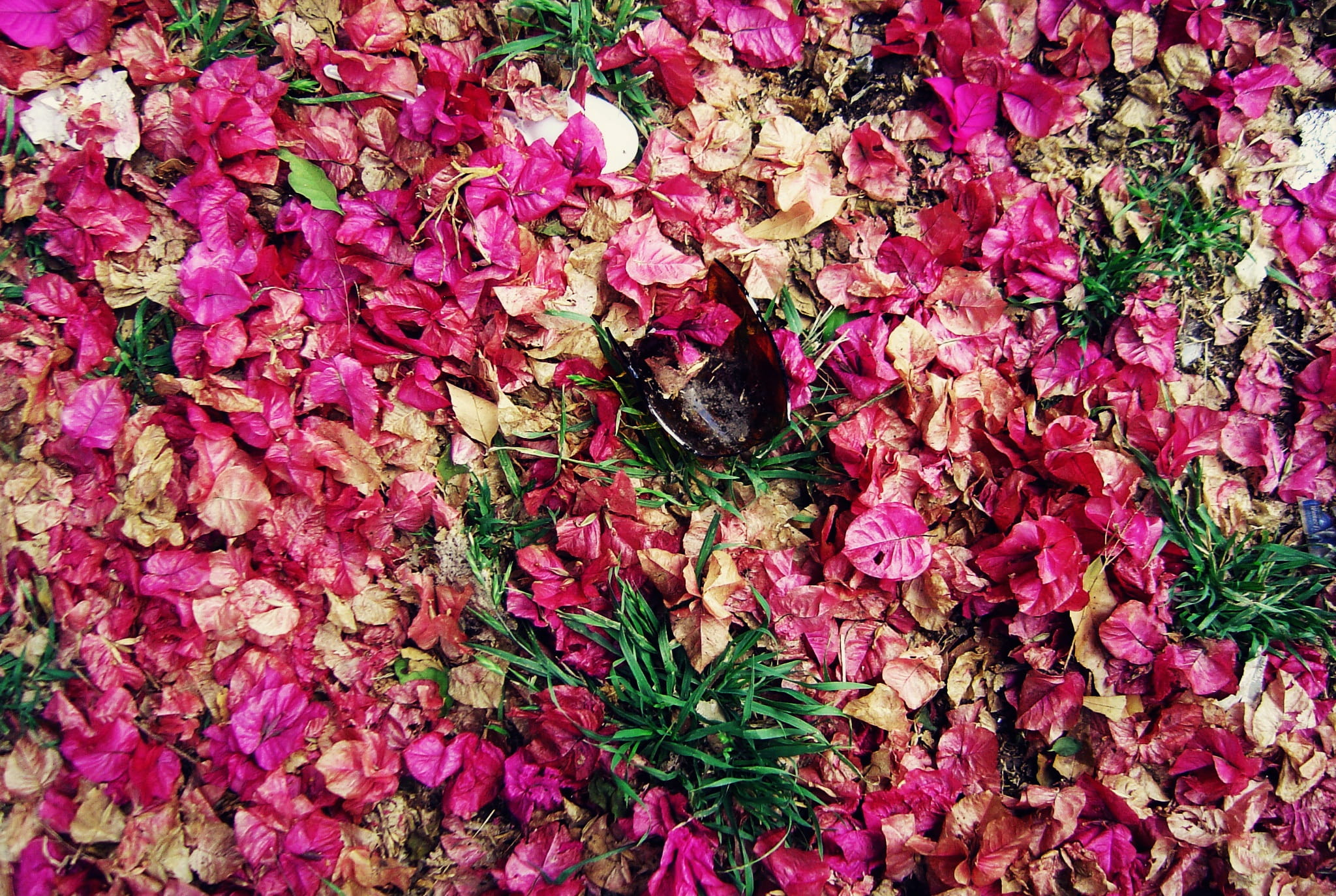 no people, flower head, plant part, broken glass, freshness, high angle view, bunch of flowers, vulnerability, flower, rosa, plant, leaf, growth, outdoors, HD Wallpaper