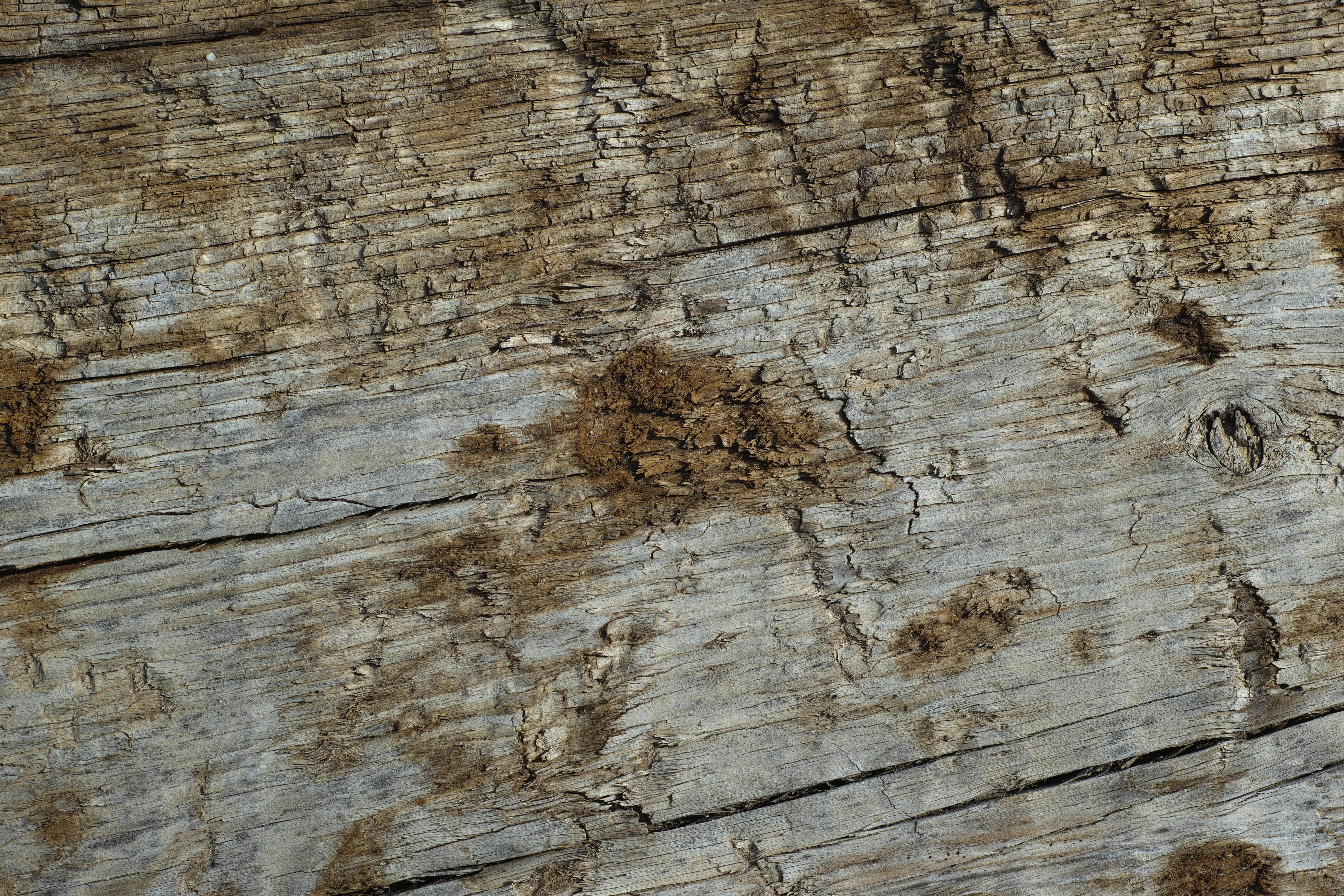 photography, retro, classic, tree, day, bark, outdoors, trunk, no people, wood grain, detail, cracked, wall - building feature, wood - material, HD Wallpaper