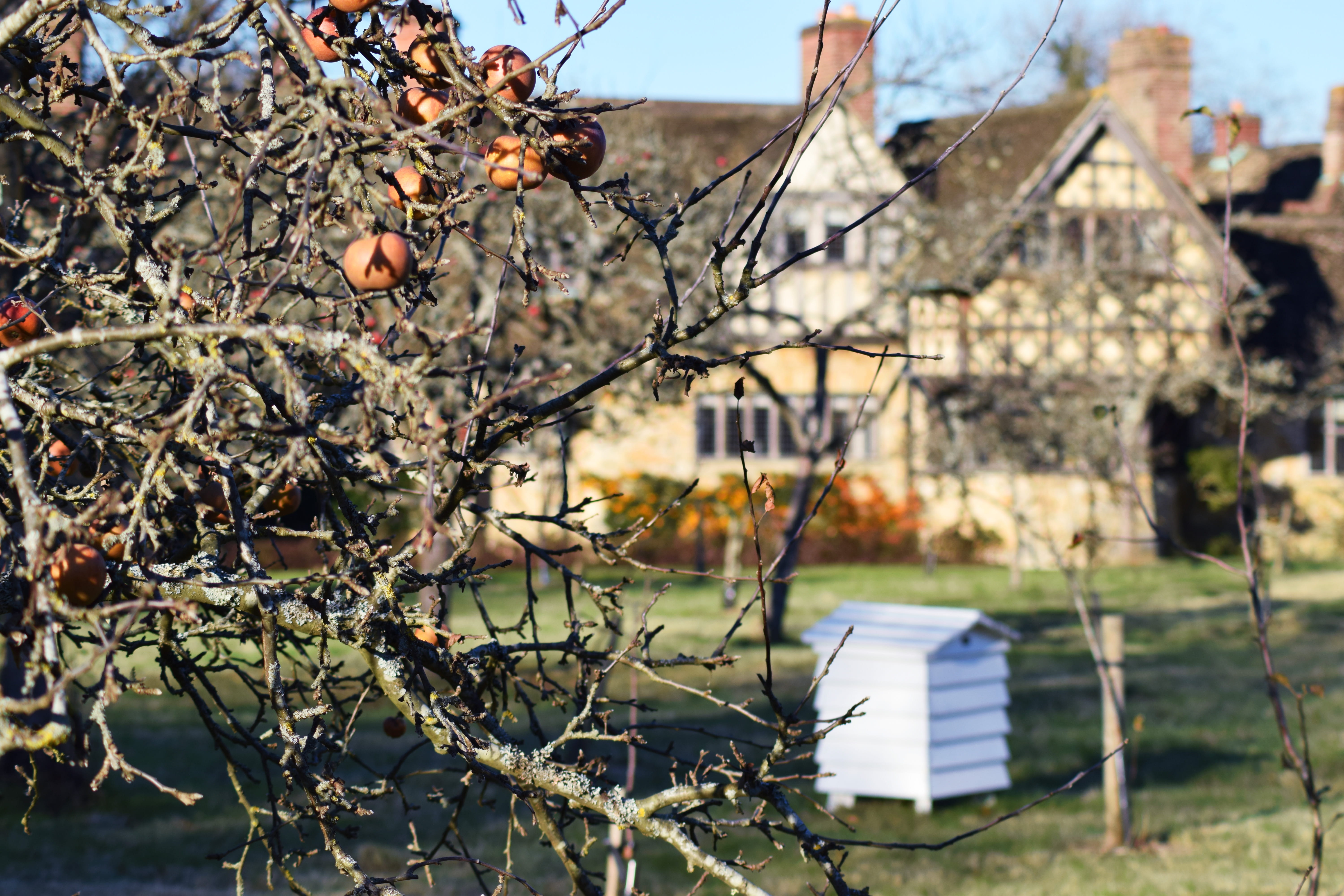 outdoors, nature, united kingdom, apples, field, beehive, building exterior, architecture, day, focus on foreground, hever castle, tree, fruit, countryside, HD Wallpaper