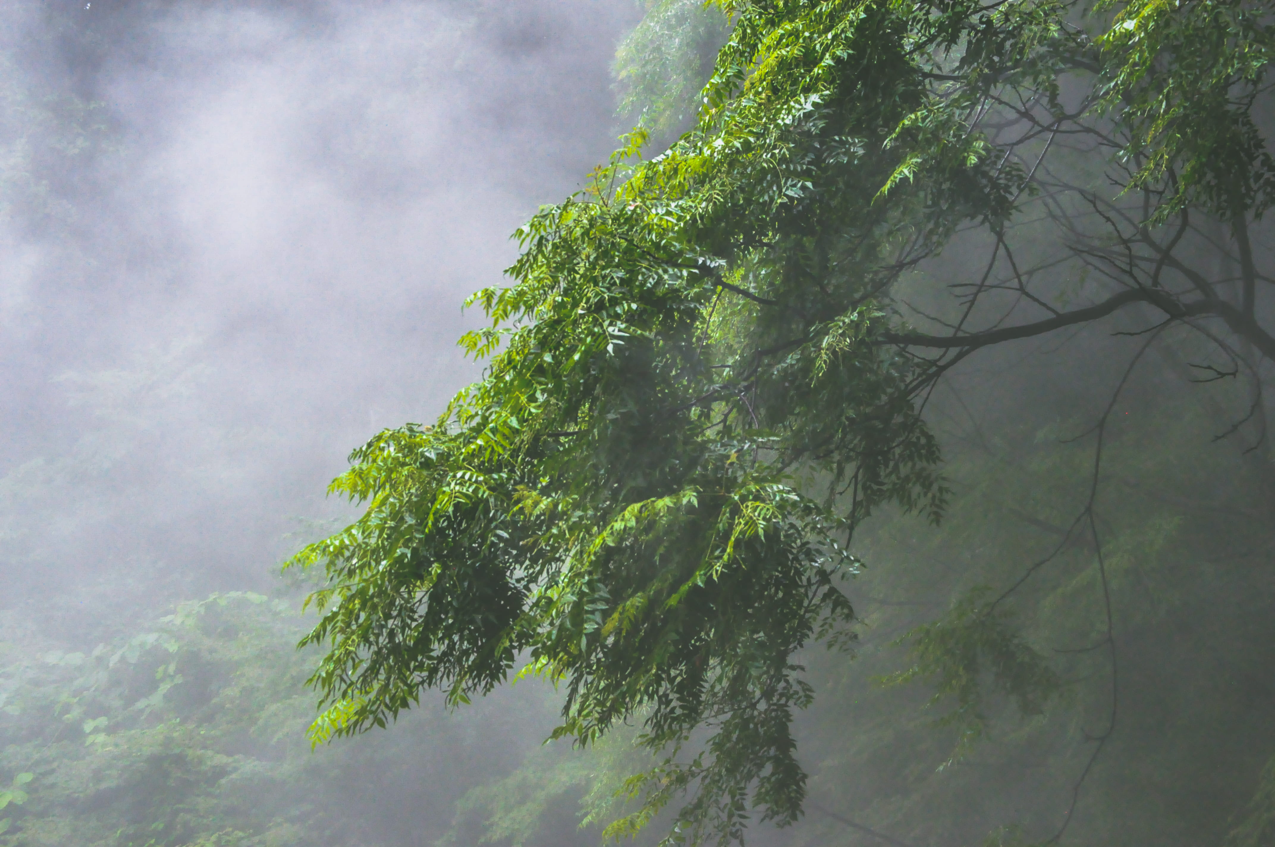 green, misty, japan, environment, low angle view, day, branch, growth, non-urban scene, fog, ominou, tree, beauty in nature, no people, tranquility, land, HD Wallpaper