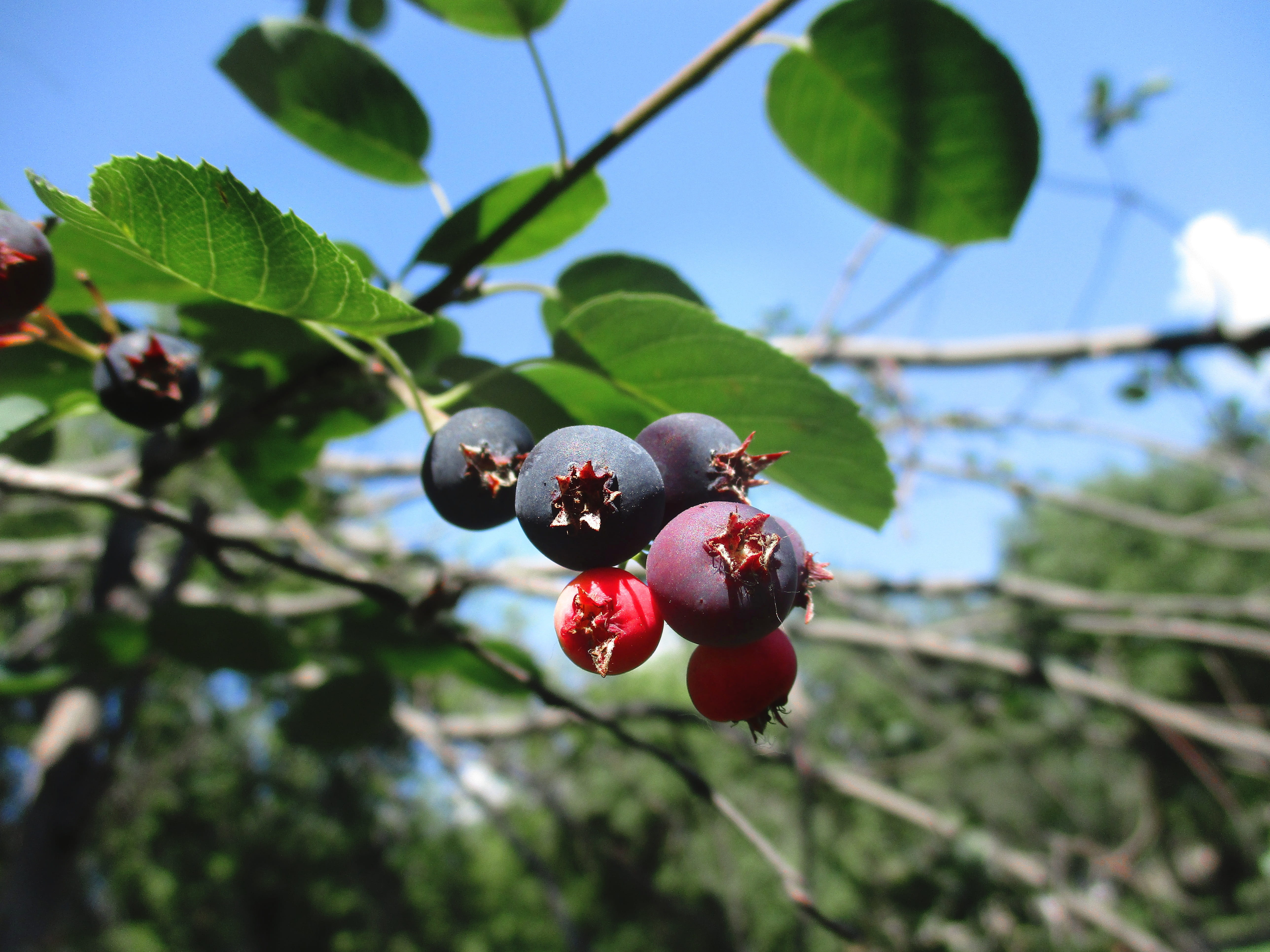 leaf, leaves, caprifoliaceae, dessert, delicious, berry, 5K, nature, berry fruit, summer, food, shrub, focus on foreground, health, green color, wellbeing, HD Wallpaper