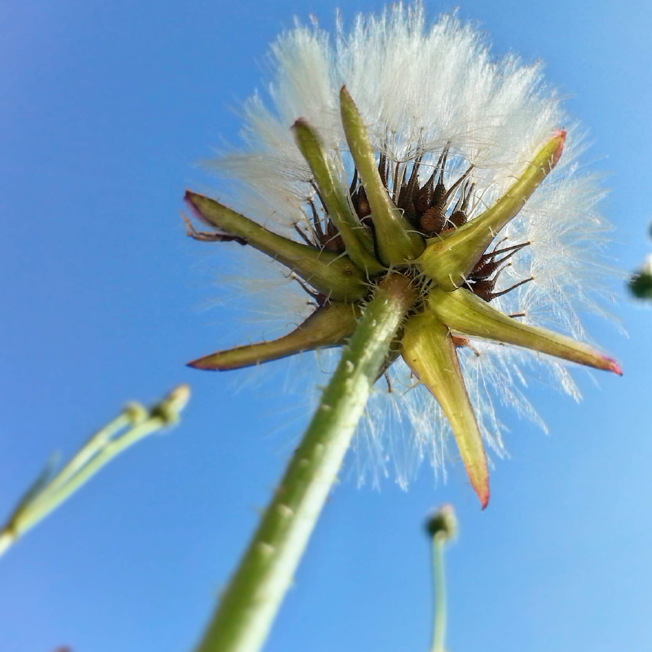 blue, clear sky, flowering plant, hatay, beauty in nature, flower head, blue background, close-up, flower, no people, plant stem, nature, fragility, forest, Phone HD Wallpaper