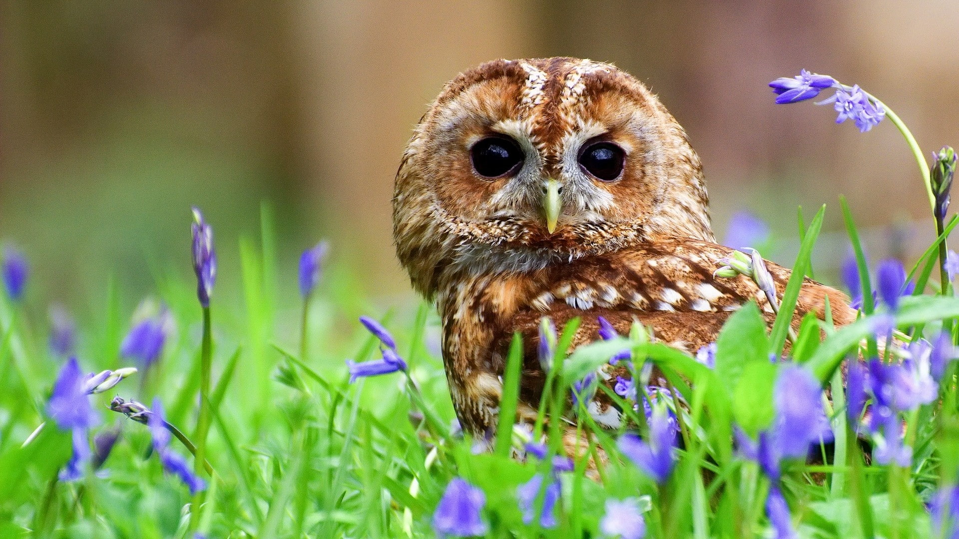 brown, plants, animal, white, grey owl, owls, owl, grey, flowers, 1080P, HD Wallpaper