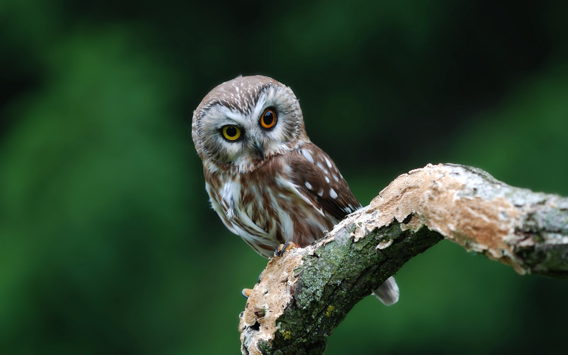 perching, day, looking, animals Hunting, wildlife, small, animal themes, beak, grey, carnivore, forest, cute, staring, owl, 1080P, animal, plant, branch, HD Wallpaper