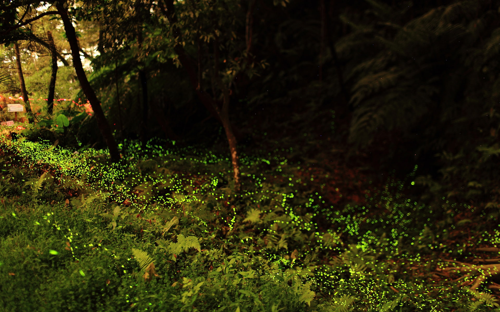 brown, hd, plants, green, nature, 1080P, firefly, forest, fern, HD Wallpaper