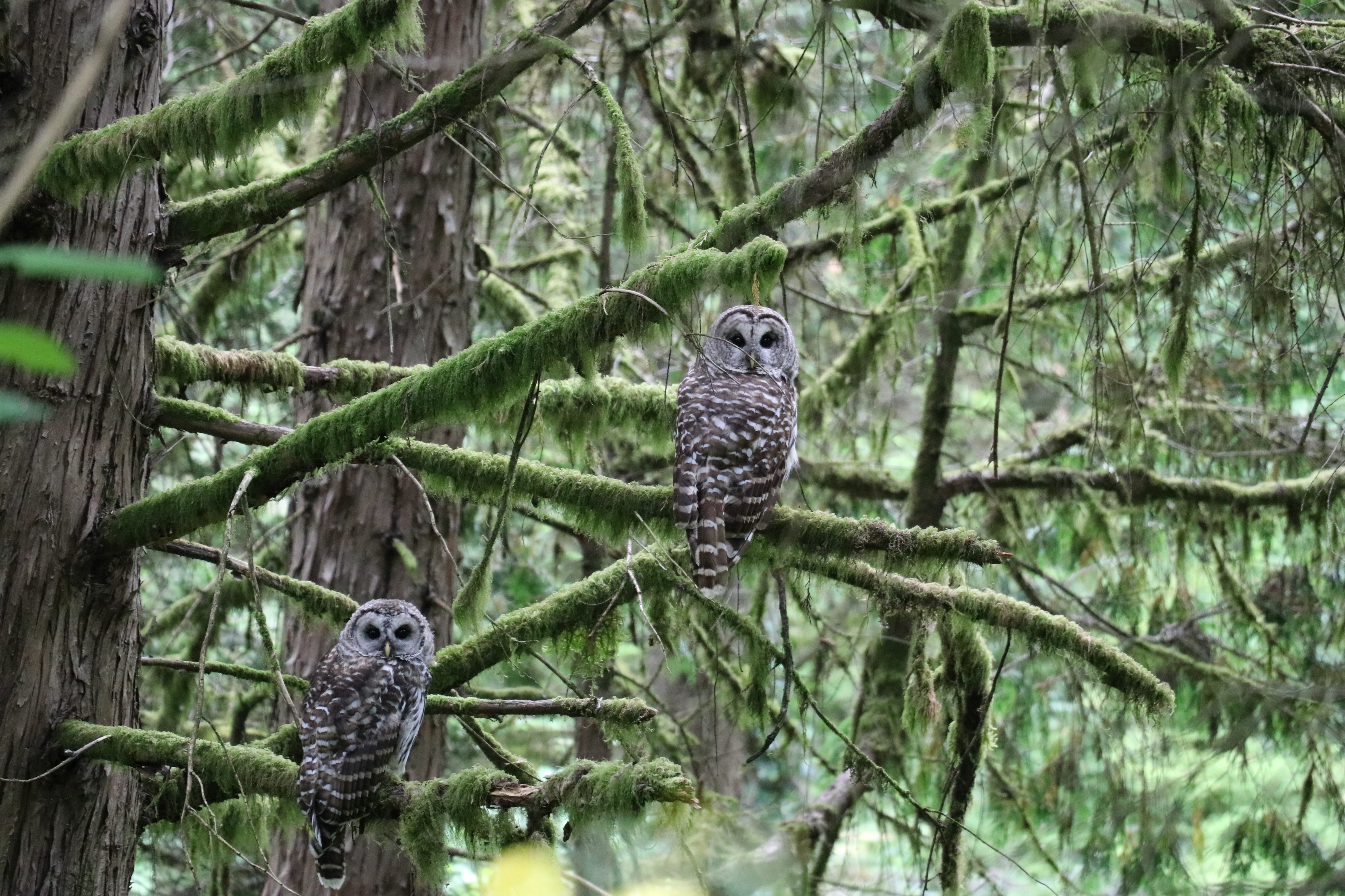 vertebrate, eagle, plant, animal, portland oregon, watching, focus on foreground, owls, northwest, oregon, no people, ornithology, photo, perching, brown, HD Wallpaper