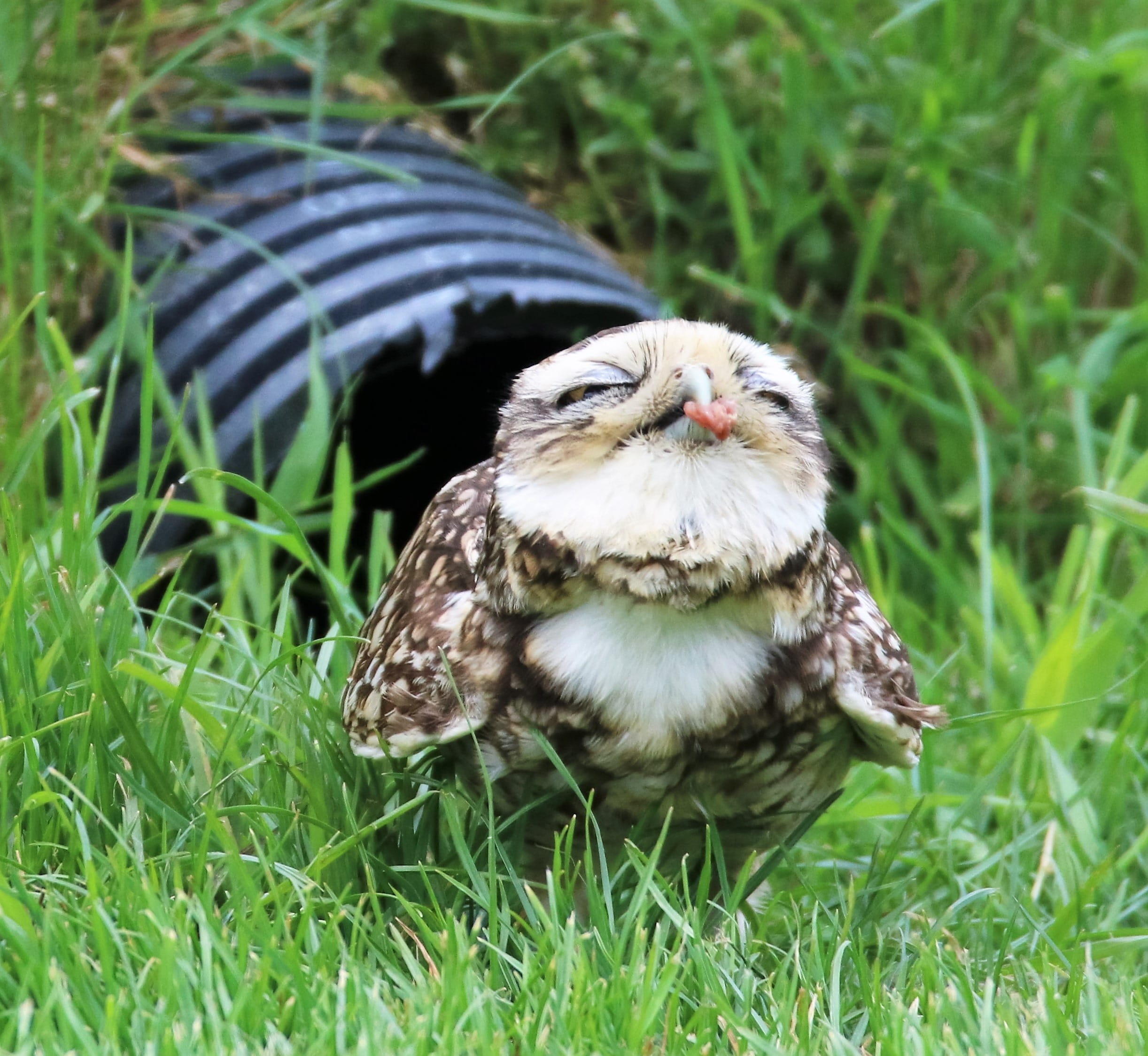 1080P, little, white, vertebrate, animal themes, spotted, nature, land, outdoors, burrow, brown, day, field, burrowing, grass, animal, small owl, owl, HD Wallpaper