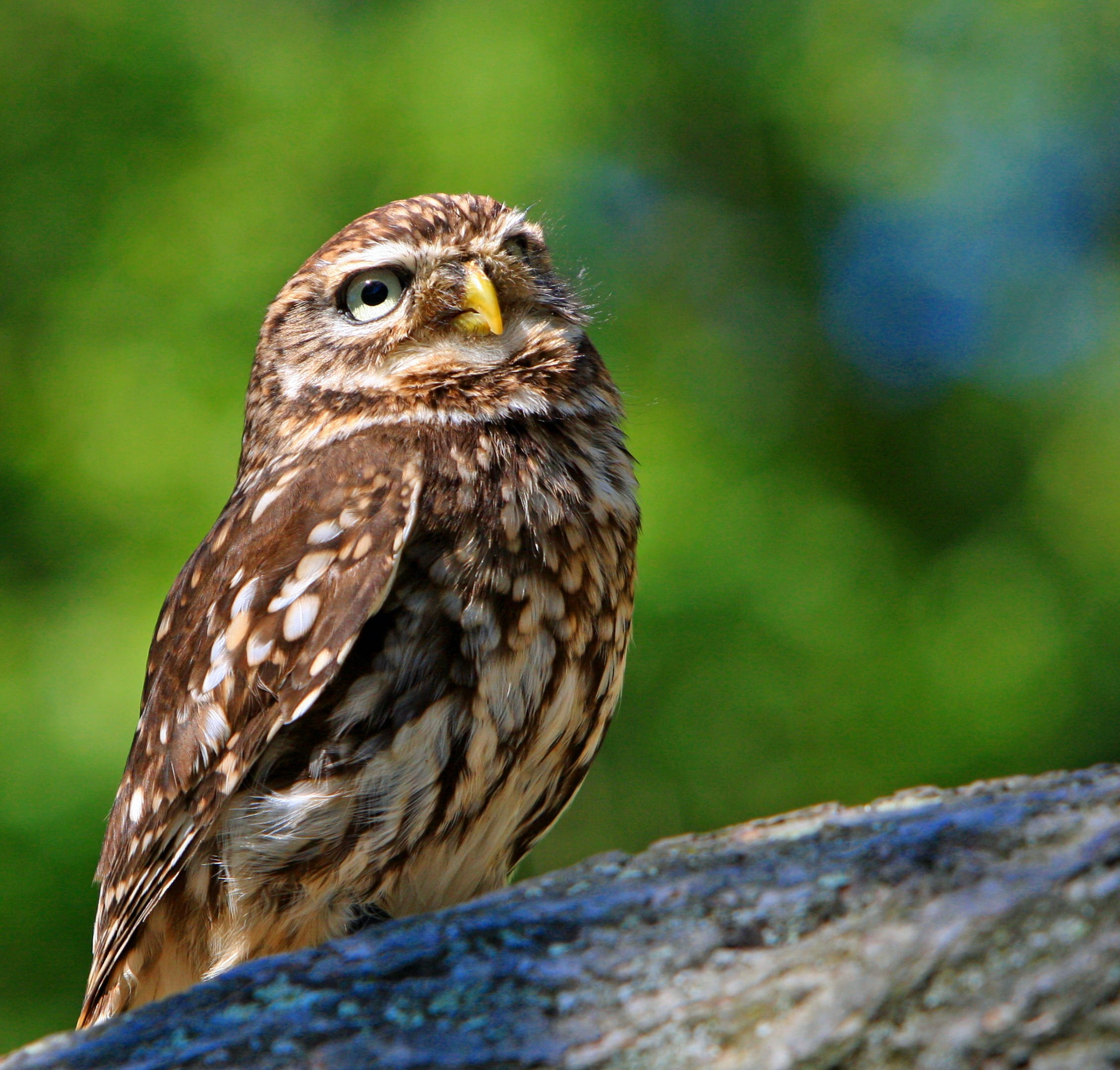 animal, brown, white, vertebrate, green, owl, portrait, outdoors, one animal, animals in the wild, close-up, looking, 1080P, nature, perching, bird, bird of prey, HD Wallpaper