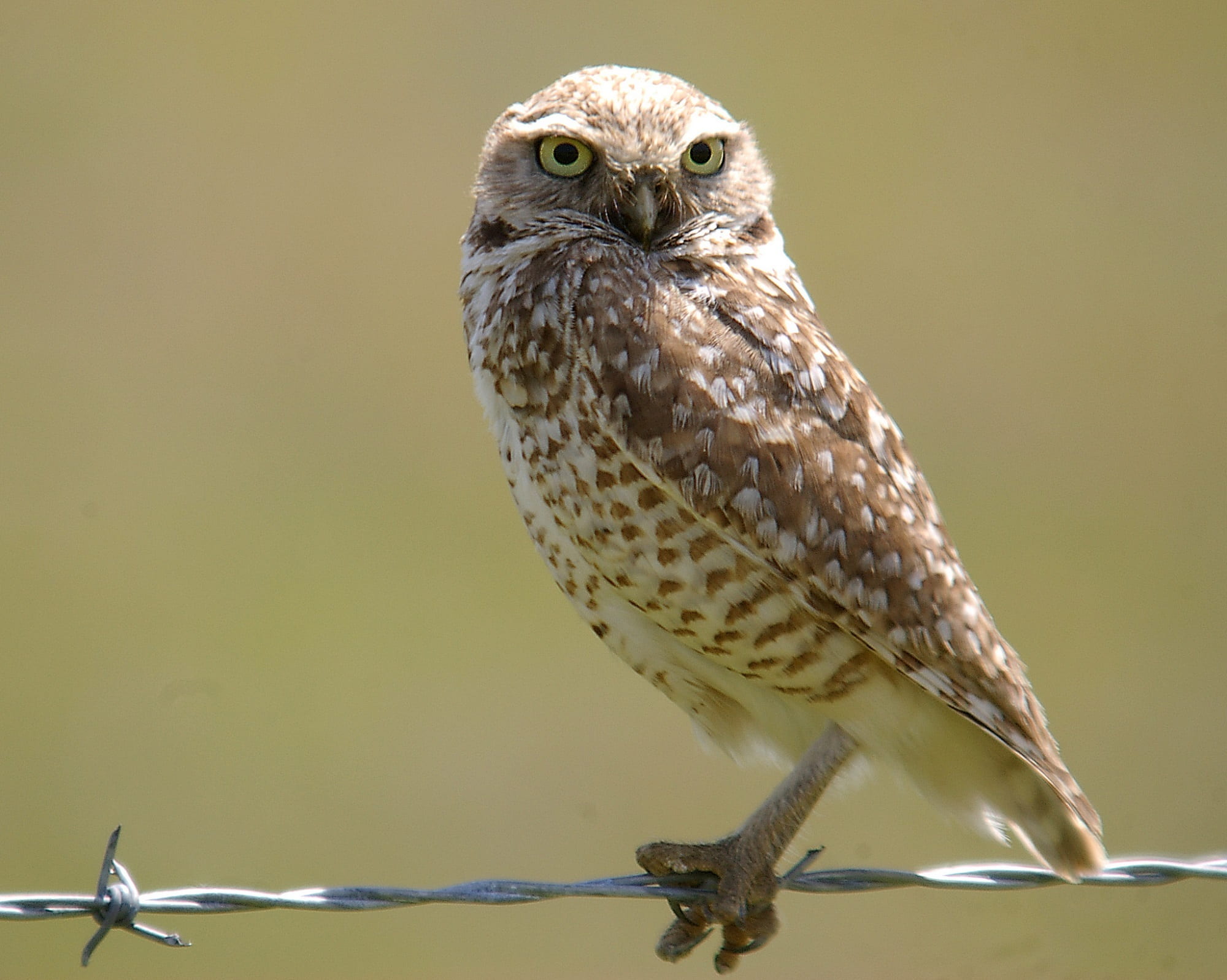 eagle, focus on foreground, wire, barbwire, day, close-up, raptor, brown, little owl, steel, hawk - bird, owl, 1080P, perched, one animal, animal wildlife, HD Wallpaper