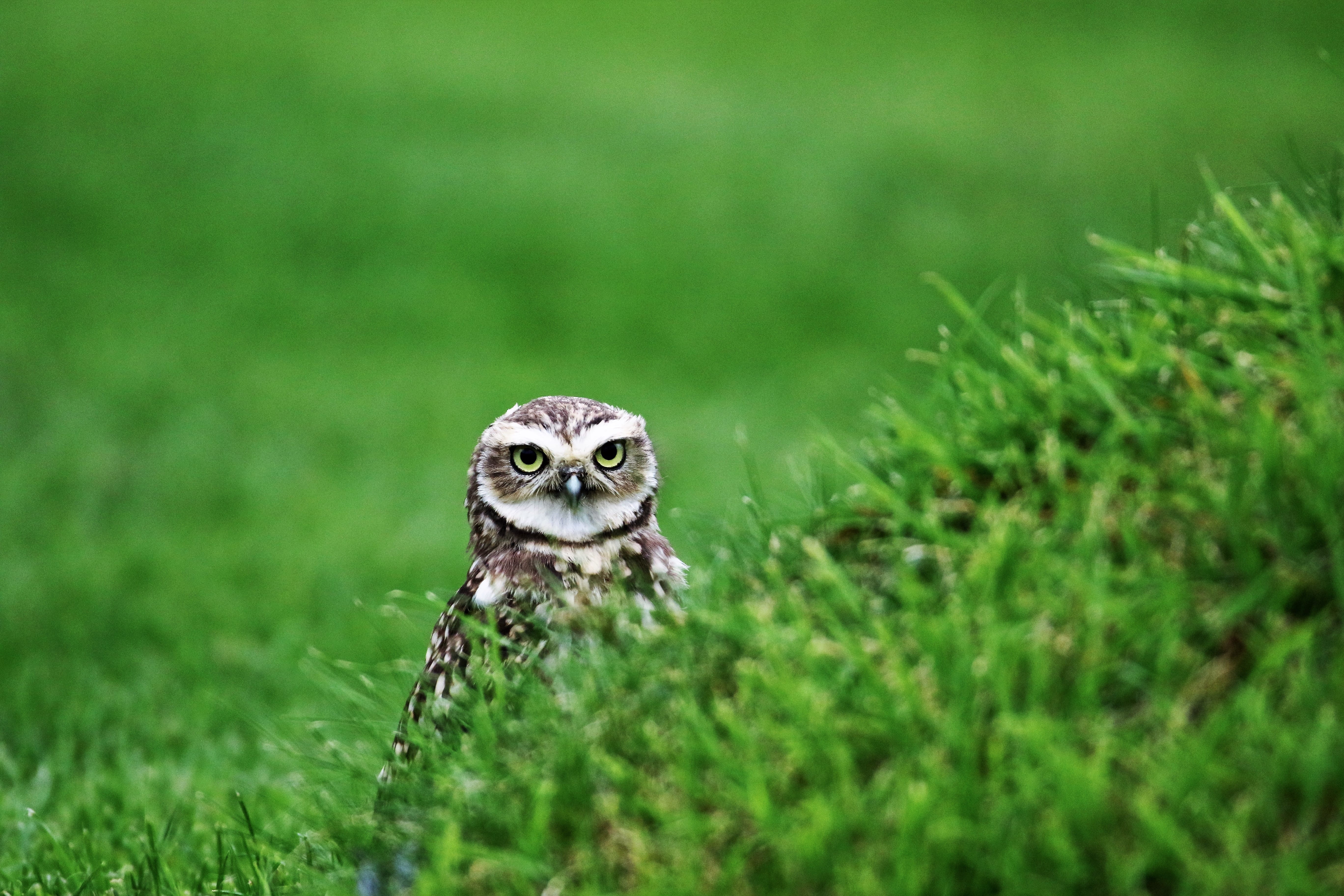 eyes, 5K, plant, one animal, Small, brown, white, outdoors, grass, vertebrate, growth, nocturnal, animal wildlife, cute, focus on foreground, day, owl, HD Wallpaper