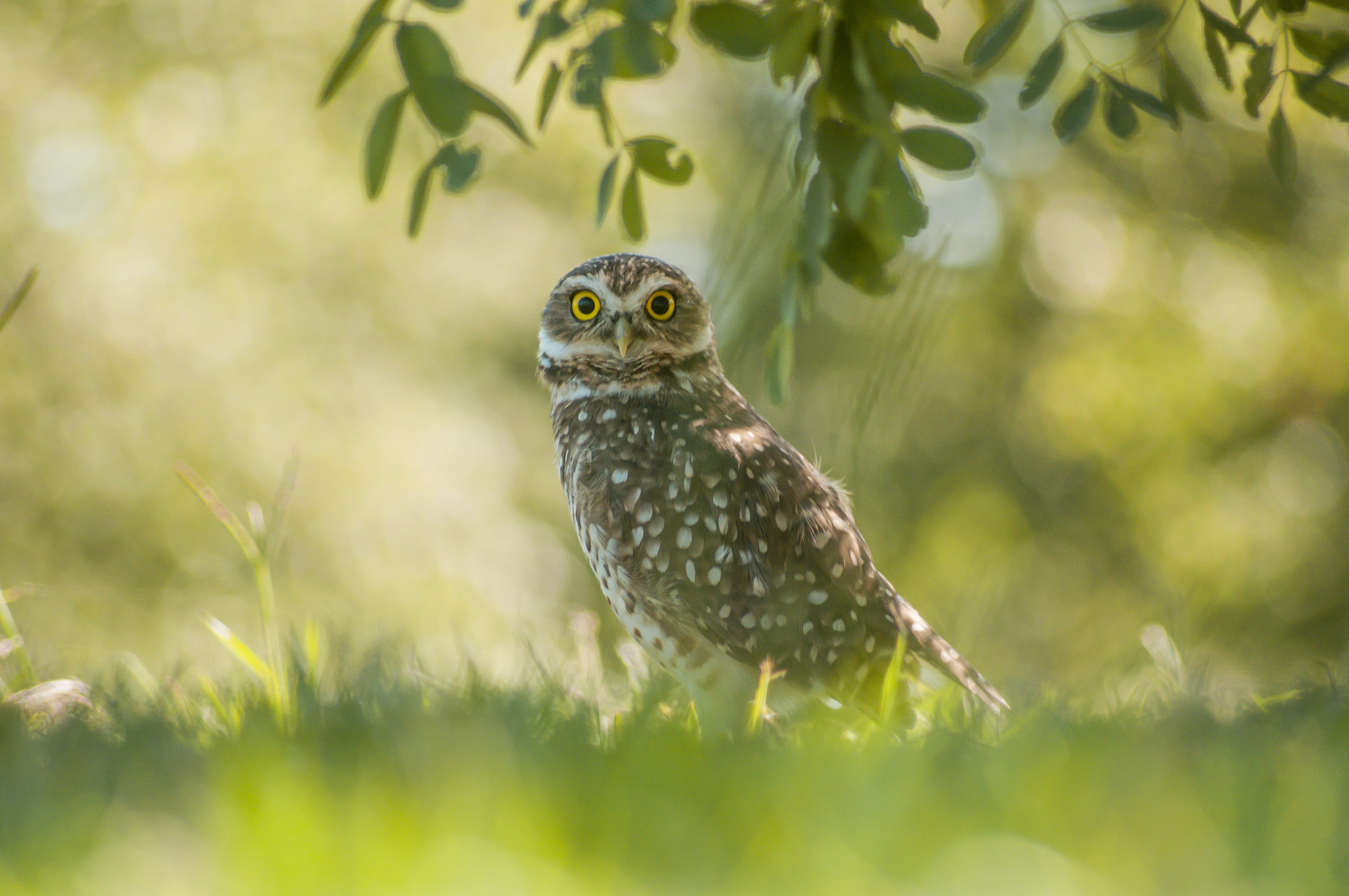 beak, owl, land, bokeh, day, green color, leaf, blur, close-up, animal themes, no people, animals in the wild, vertebrate, buzzard, bird of prey, 4K, outdoors, HD Wallpaper