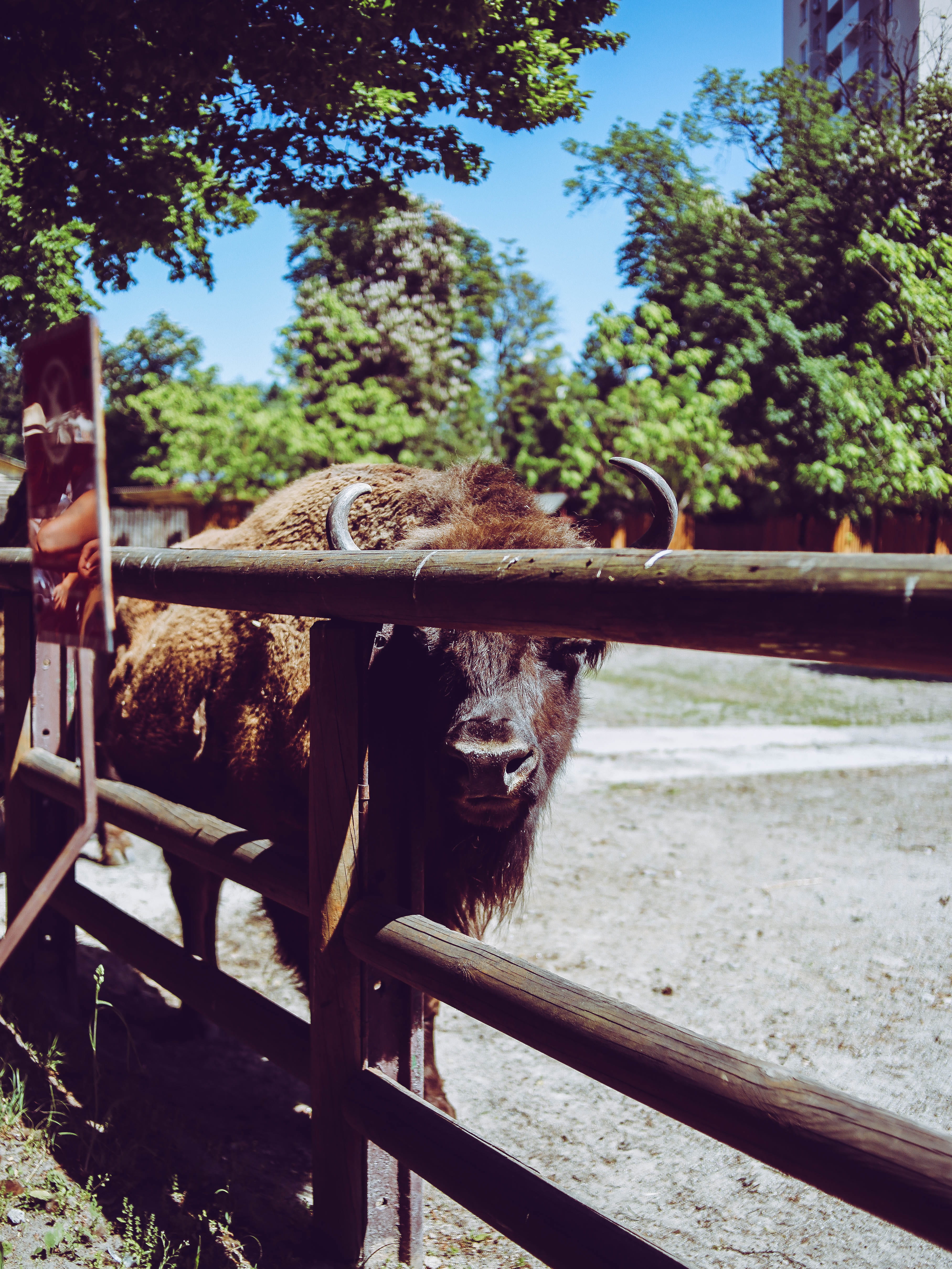 lemur, no people, mammal, day, duck, 4K, buffalo, monkey, ranch, animal pen, barrier, fence, domestic animals, cage, tree, sunlight, raccoon, deer, kiev zoo, Phone HD Wallpaper