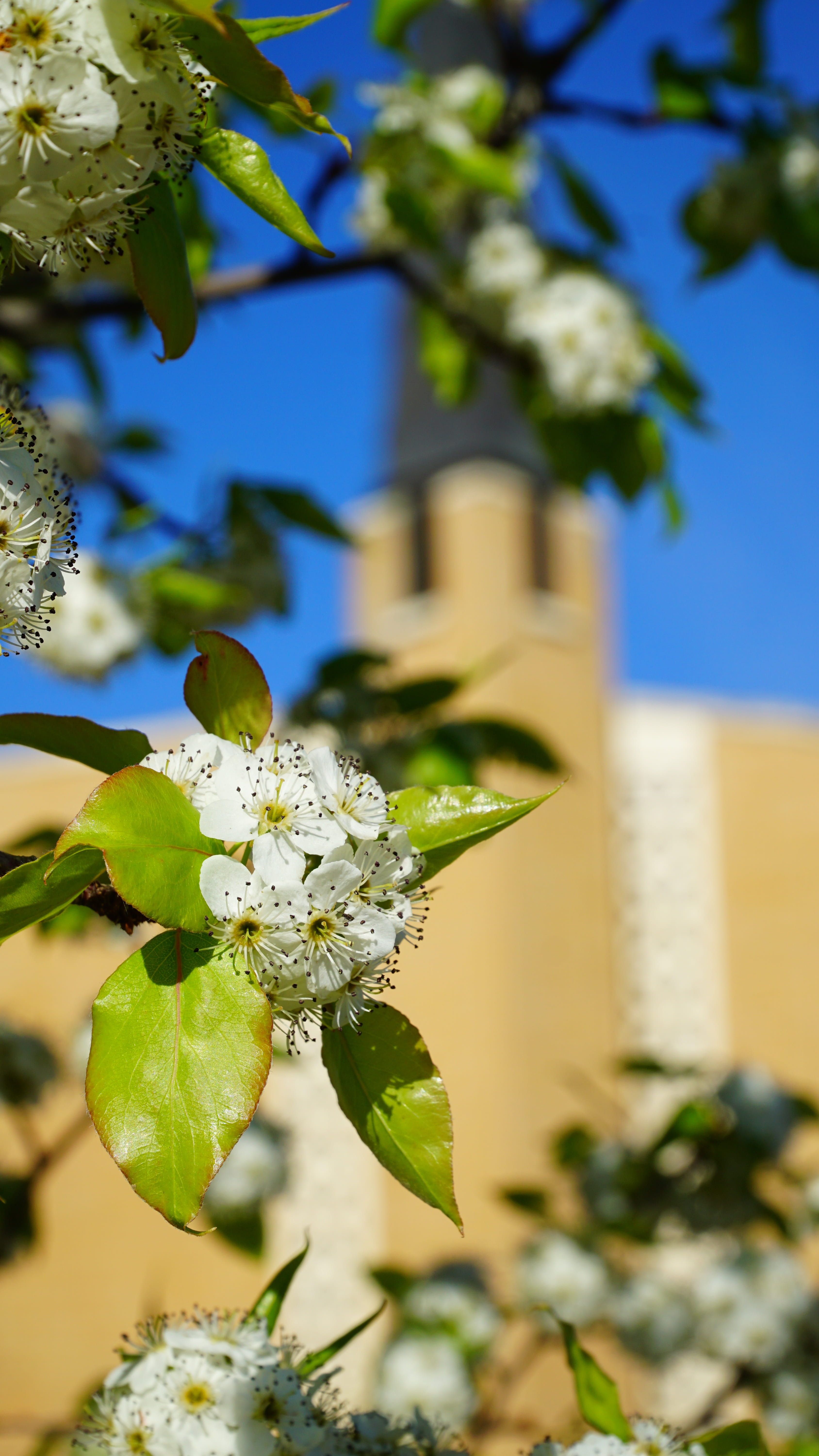 architecture, branch, Church, focus on foreground, vulnerability, steeple, freshness, no people, building exterior, bloom, christ, cathedral, sunlight, Phone HD Wallpaper