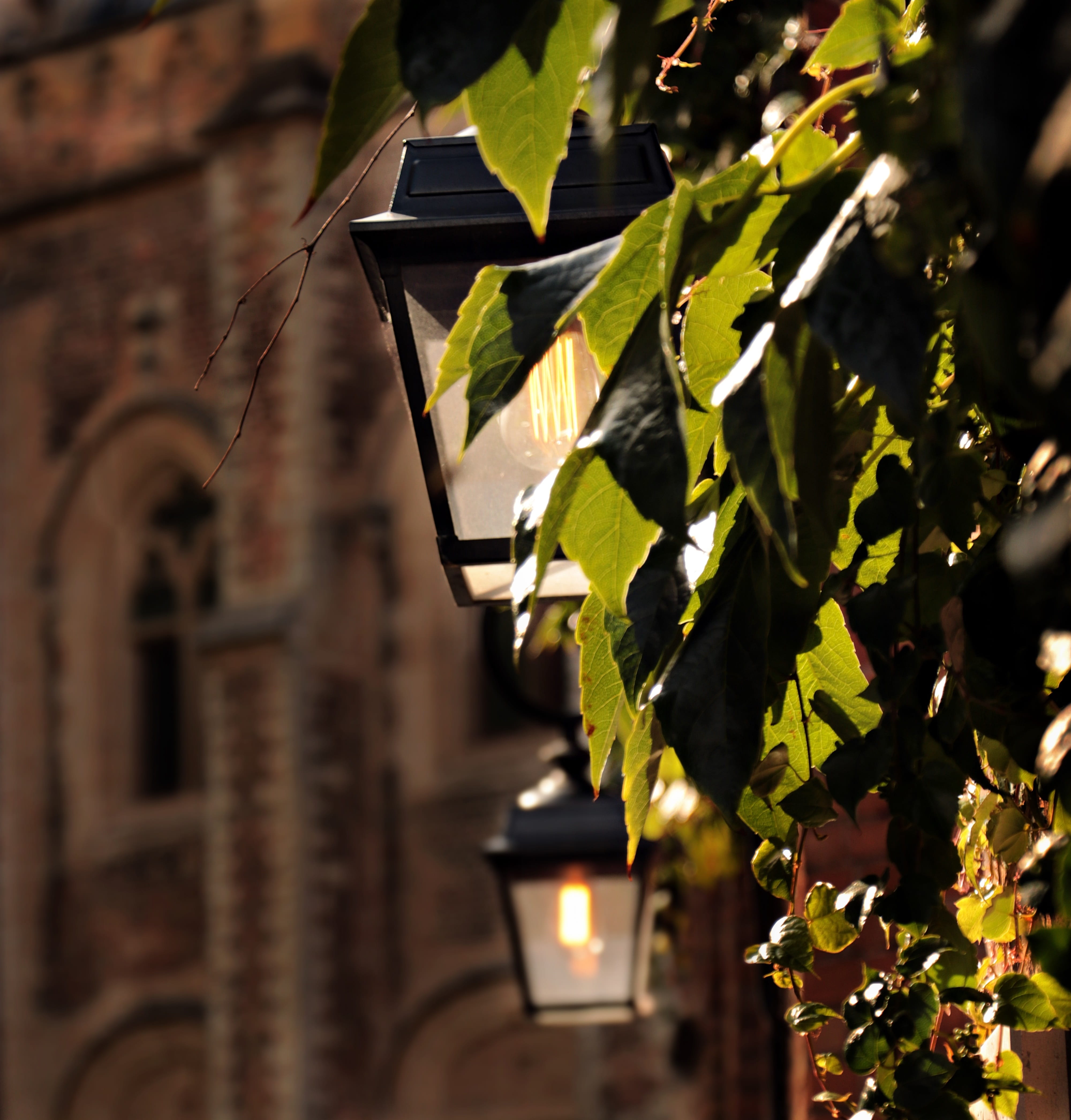 belgium, tree, church, green, downtown, growth, facade, lighting, street lanterns, plant, bruges, vine leaves, plant part, evening, nature, focus on foreground, Phone HD Wallpaper