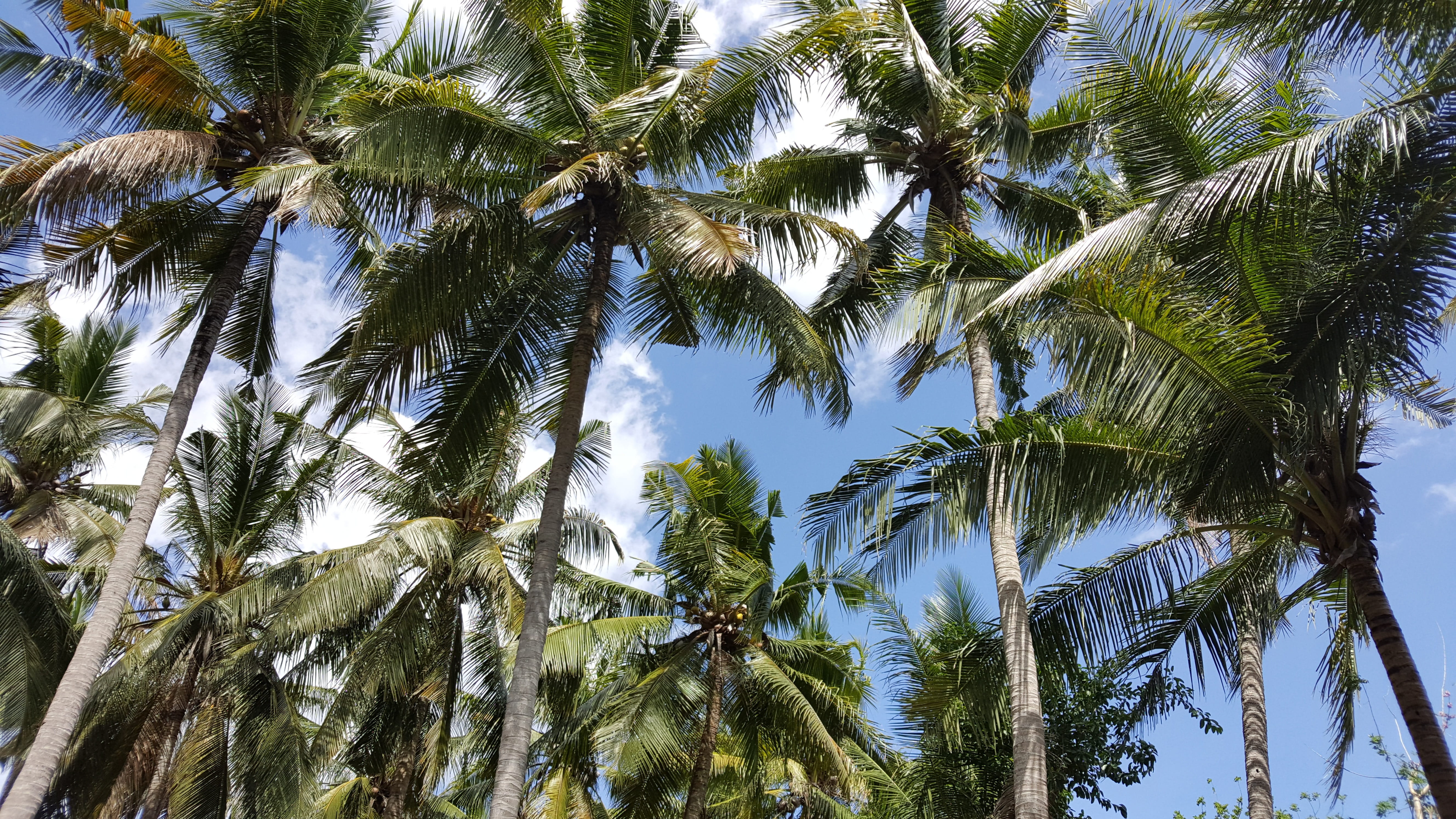 sky, scenics - nature, tranquility, no people, tropical, palm, plant, travel, coconut, tropical tree, beauty in nature, nusa lembongan, exotic, green, tree trunk, HD Wallpaper