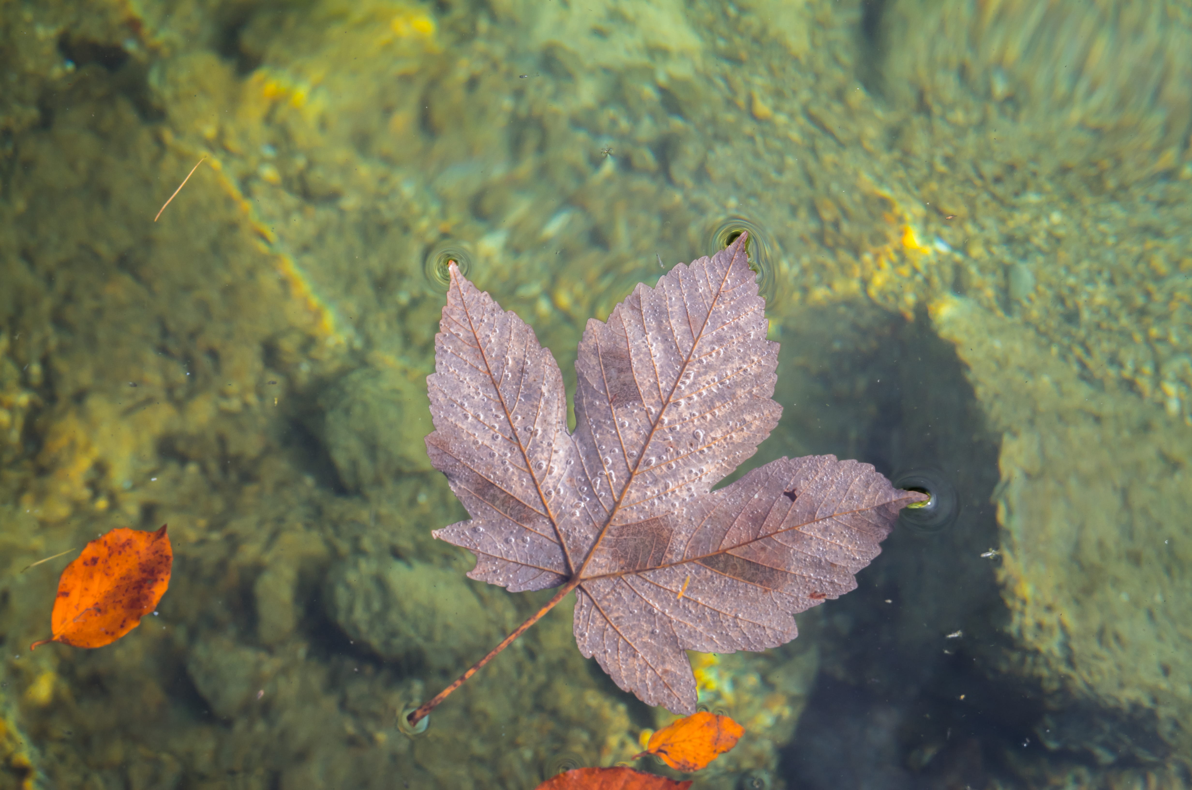 focus on foreground, maple leaf, close-up, plant, fragility, tranquility, autumn collection, growth, germany, schönau am königssee, 4K, leaf vein, floating on water, HD Wallpaper
