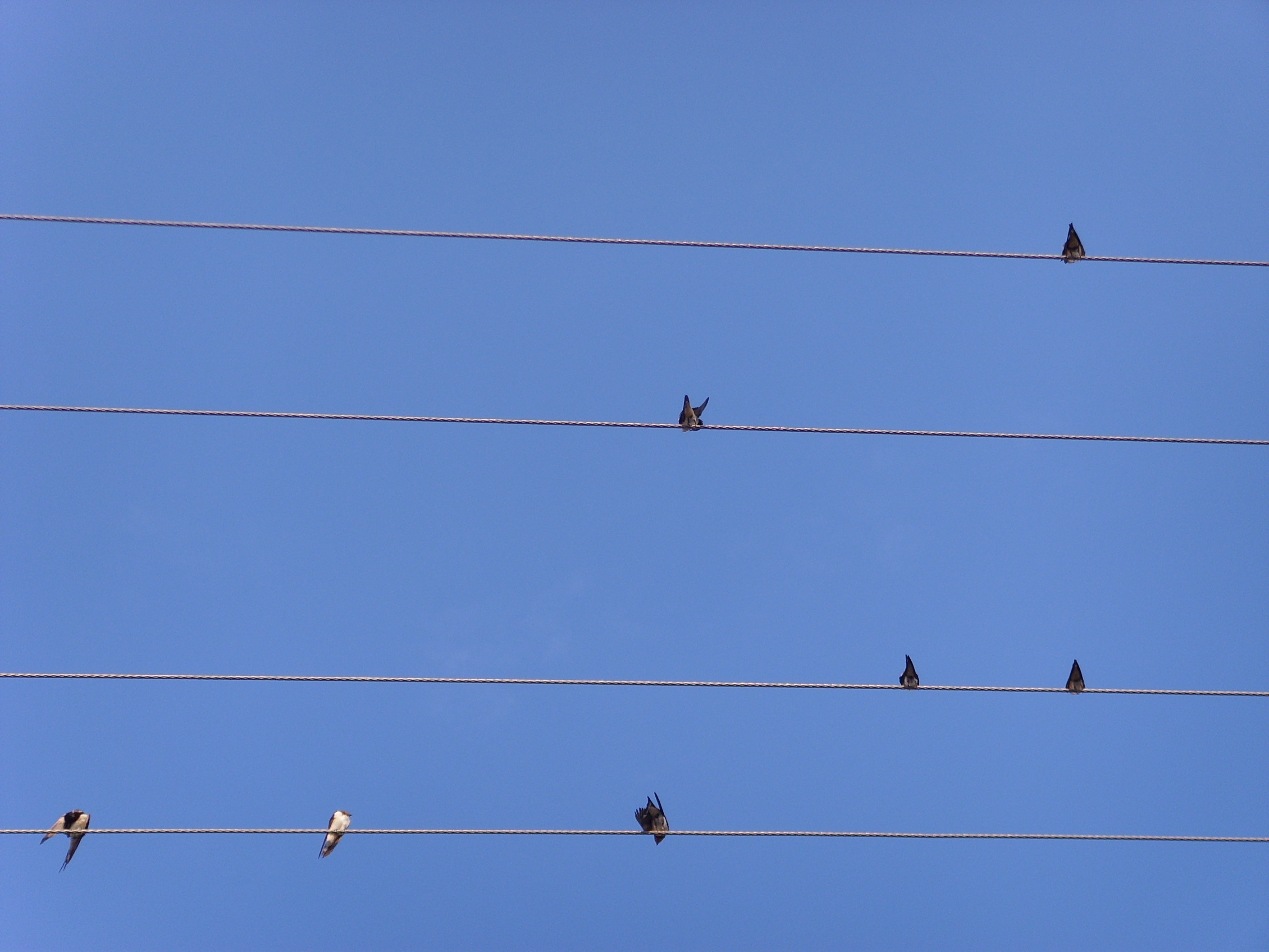 stave, animal wildlife, blue, 2K, no people, technology, power supply, vertebrate, animal themes, low angle view, outdoors, perching, complexity, group of animals, HD Wallpaper