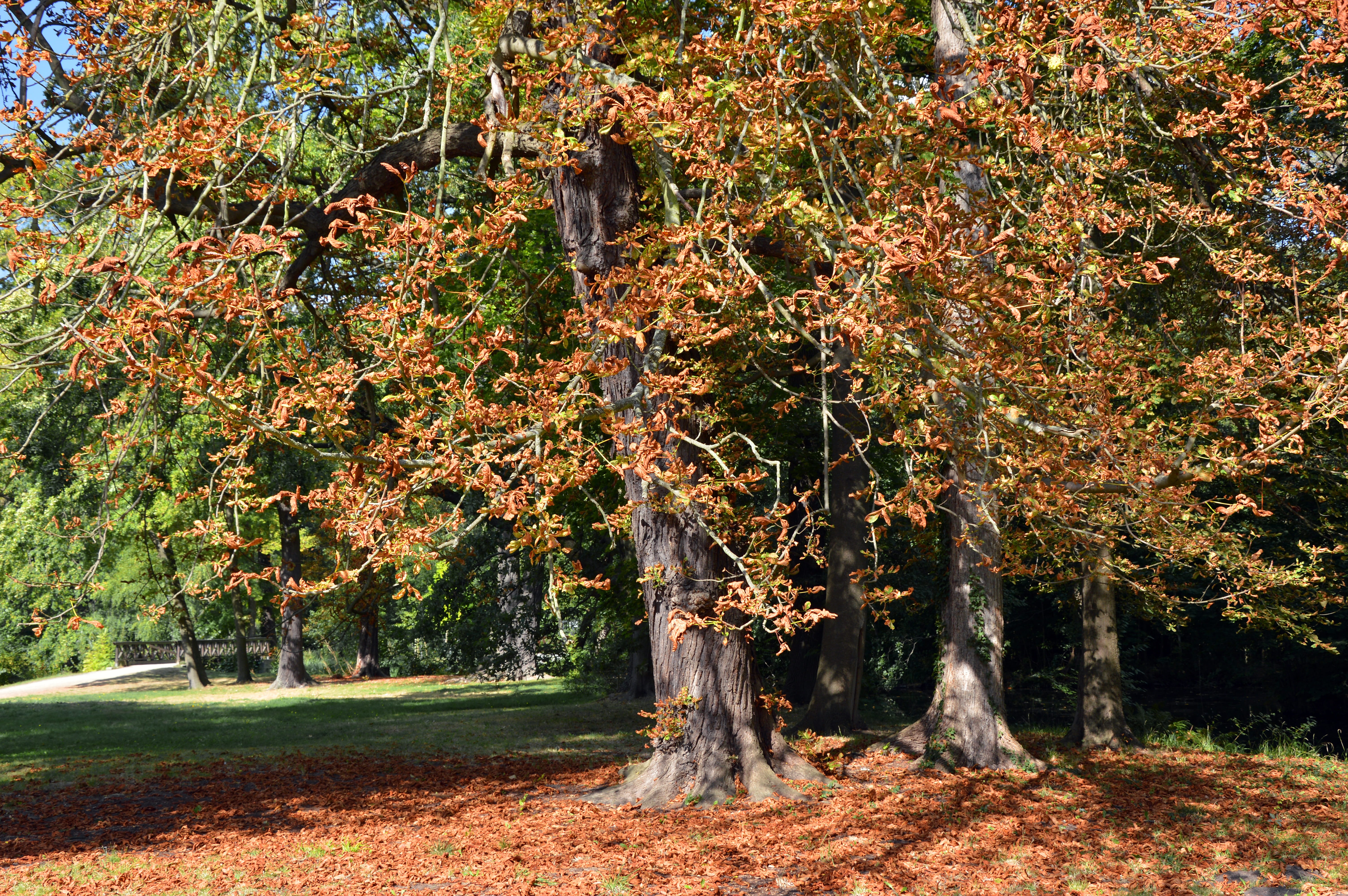 fall foliage, late summer, leaves coloring, season, landscape, sunlight, beauty in nature, tranquility, deciduous tree, chestnut, tranquil scene, no people, HD Wallpaper