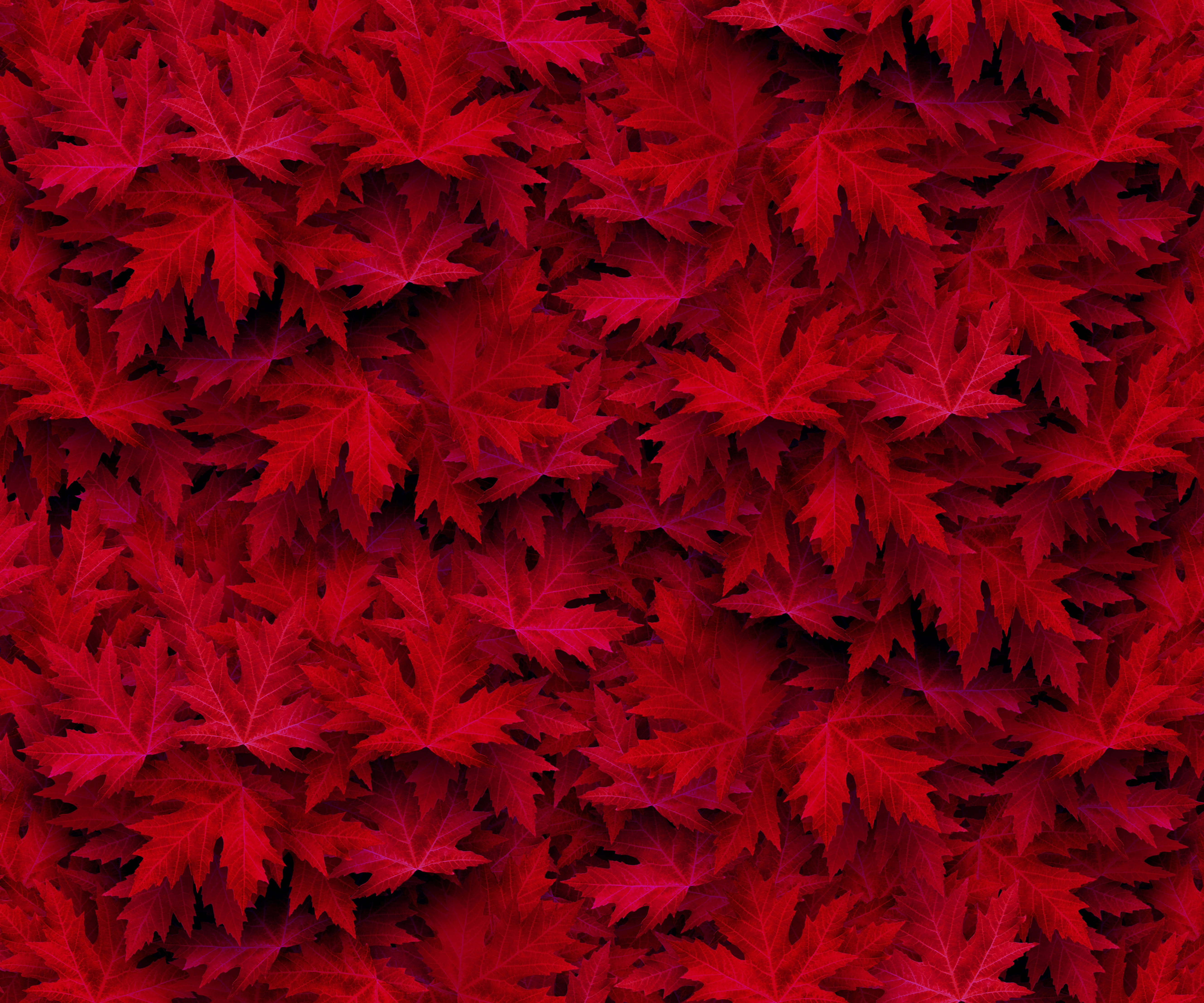 petal, autumn motive, full frame, plant, flowering plant, 5K, fall color, forest, flower, autumn, red, maple, freshness, forest path, fragility, emerge, HD Wallpaper