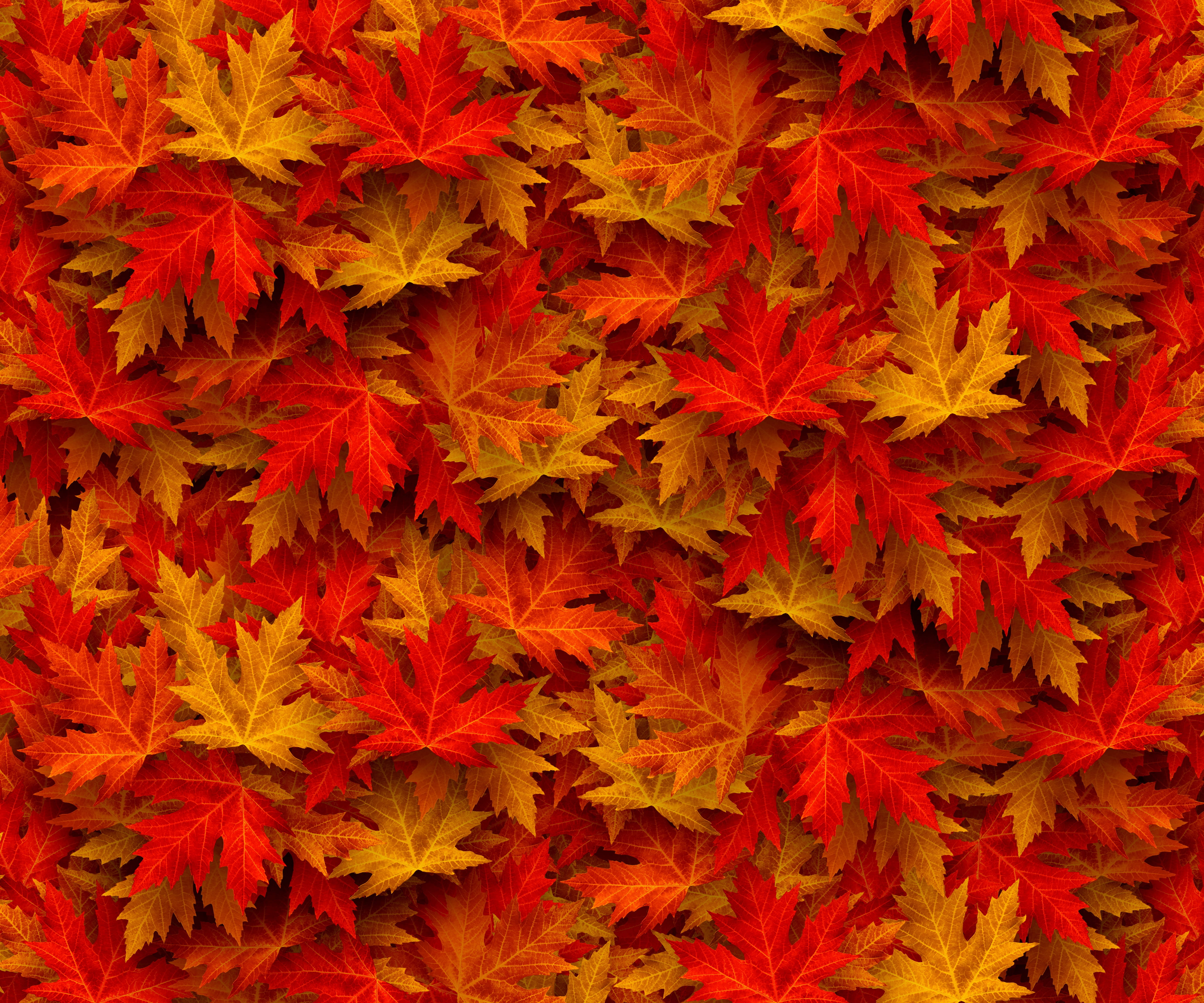 orange color, floral pattern, ornate, autumn forest, art and craft, leaf, autumn colours, backgrounds, fall color, forest path, close-up, flowering plant, HD Wallpaper