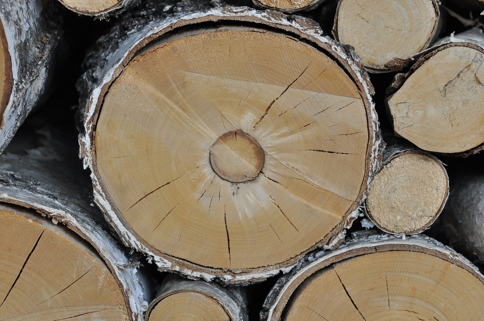 deforestation, no people, pattern, cut, close-up, tree ring, full frame, timber, wood, backgrounds, forest, work, circle, outdoors, wooden, job, wood - material, HD Wallpaper