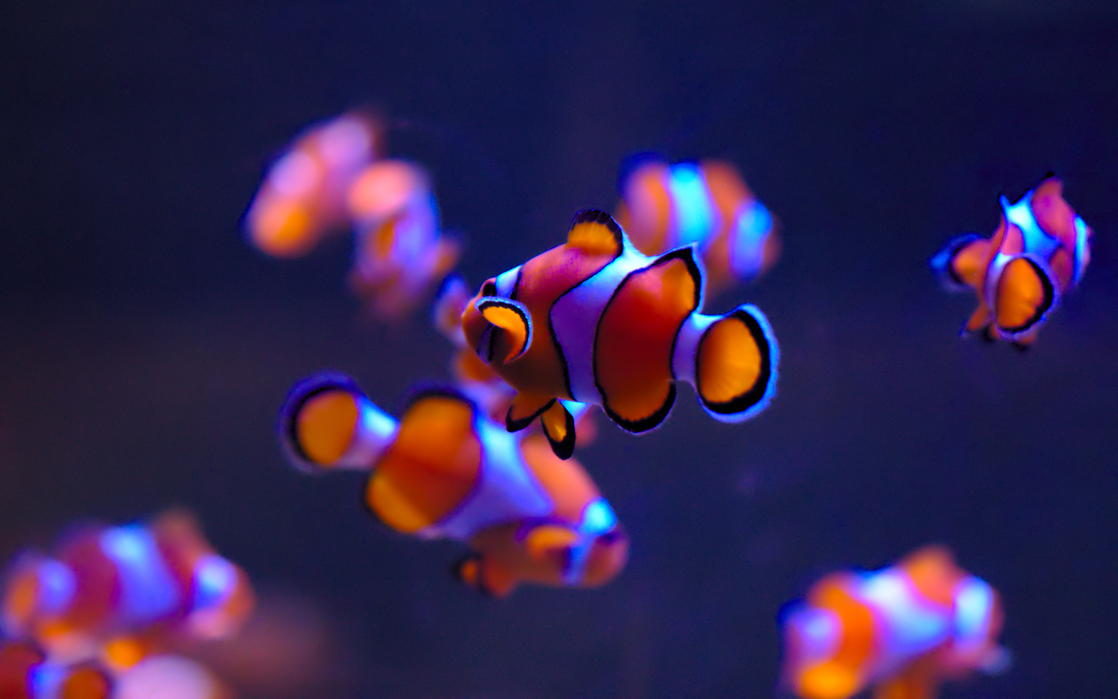 darkblue, orange, clown, marinelife, auckland, 4K, aucklandaquarium, blue, everywhere, photography, fish, HD Wallpaper