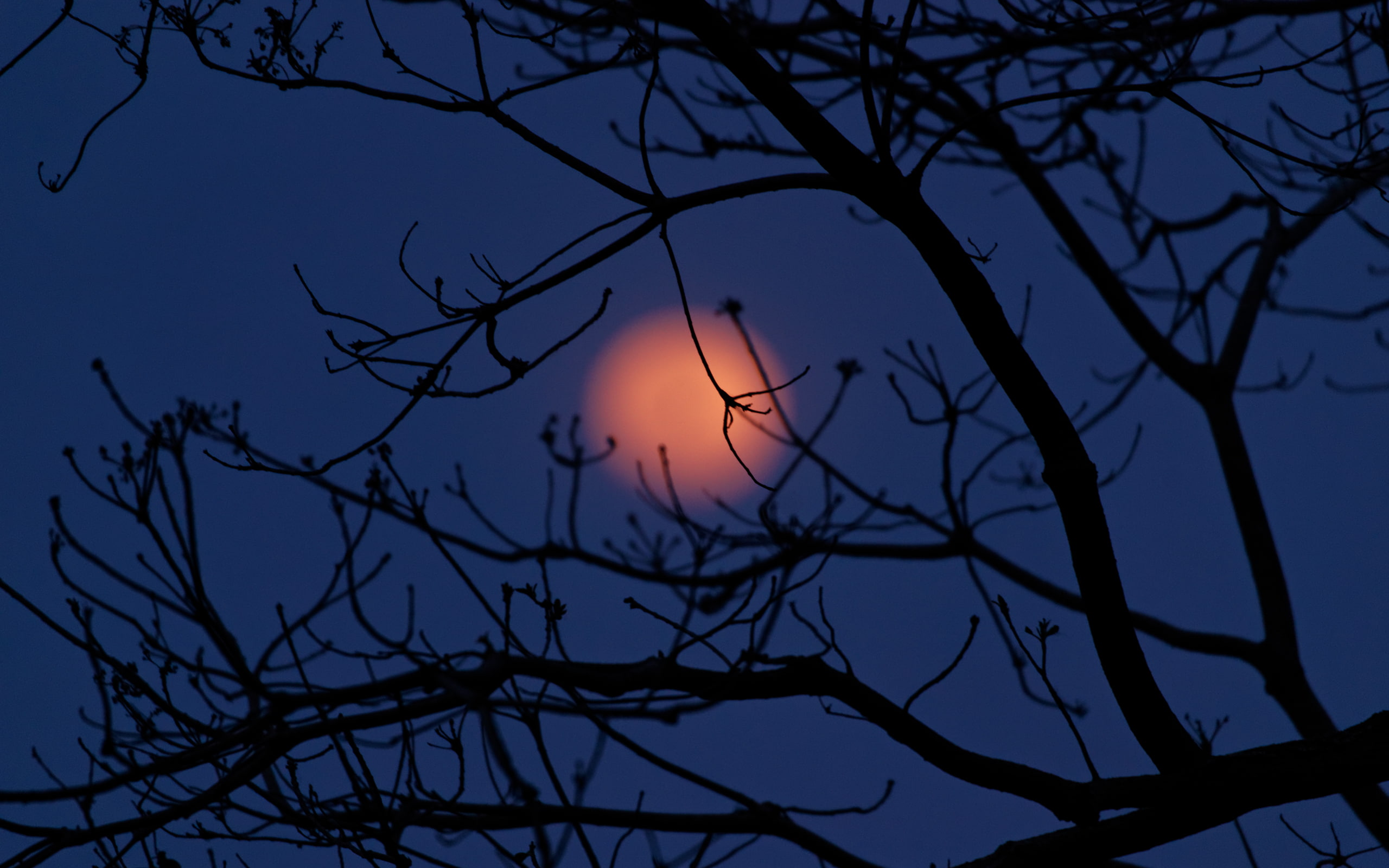 silhouette, eclipse, idyllic, planetary moon, blue, april, branch, tree, nature, moon, beauty in nature, astronomy, sonya900, tranquil scene, no people, HD Wallpaper