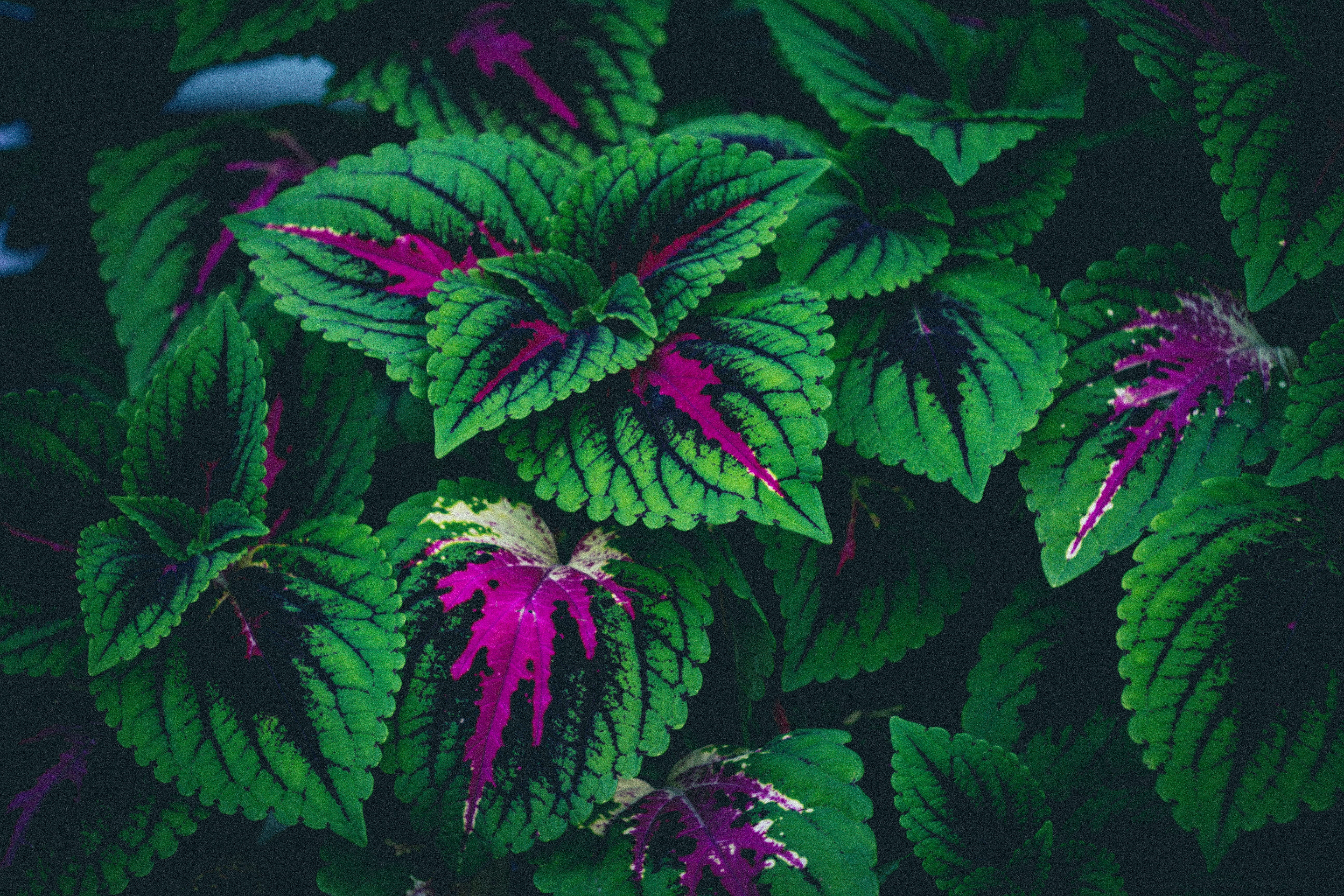 quebec, canada, directly above, freshness, beautiful, growth, food, 5K, green color, day, leaf, food and drink, green, fragility, backgrounds, darkblue, HD Wallpaper
