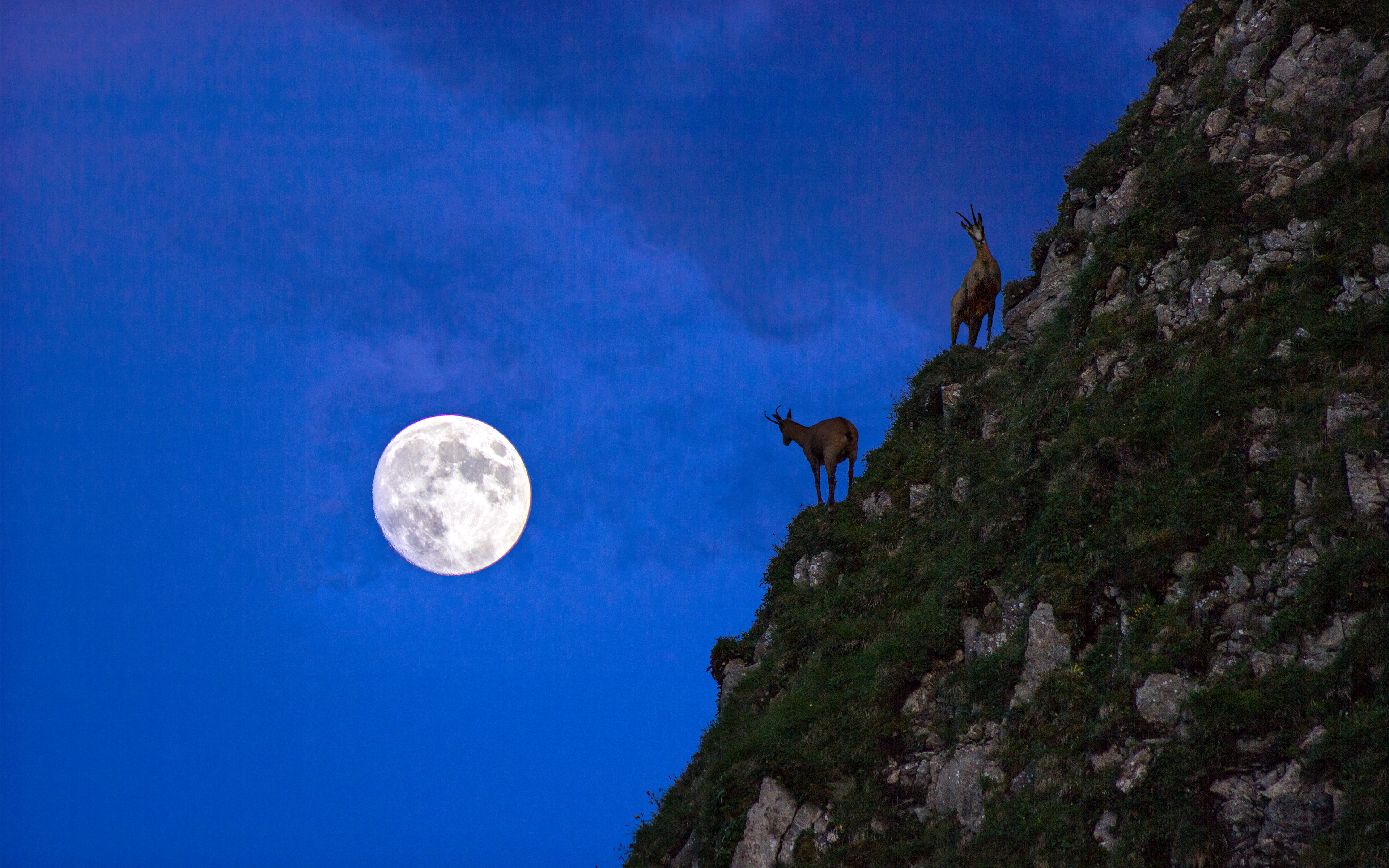 animals, perfect, canon, night, landscape, low angle view, cliffs, animal themes, moon, mammal, mountains, germany, vertebrate, darkblue, herbivorous, 4K, HD Wallpaper
