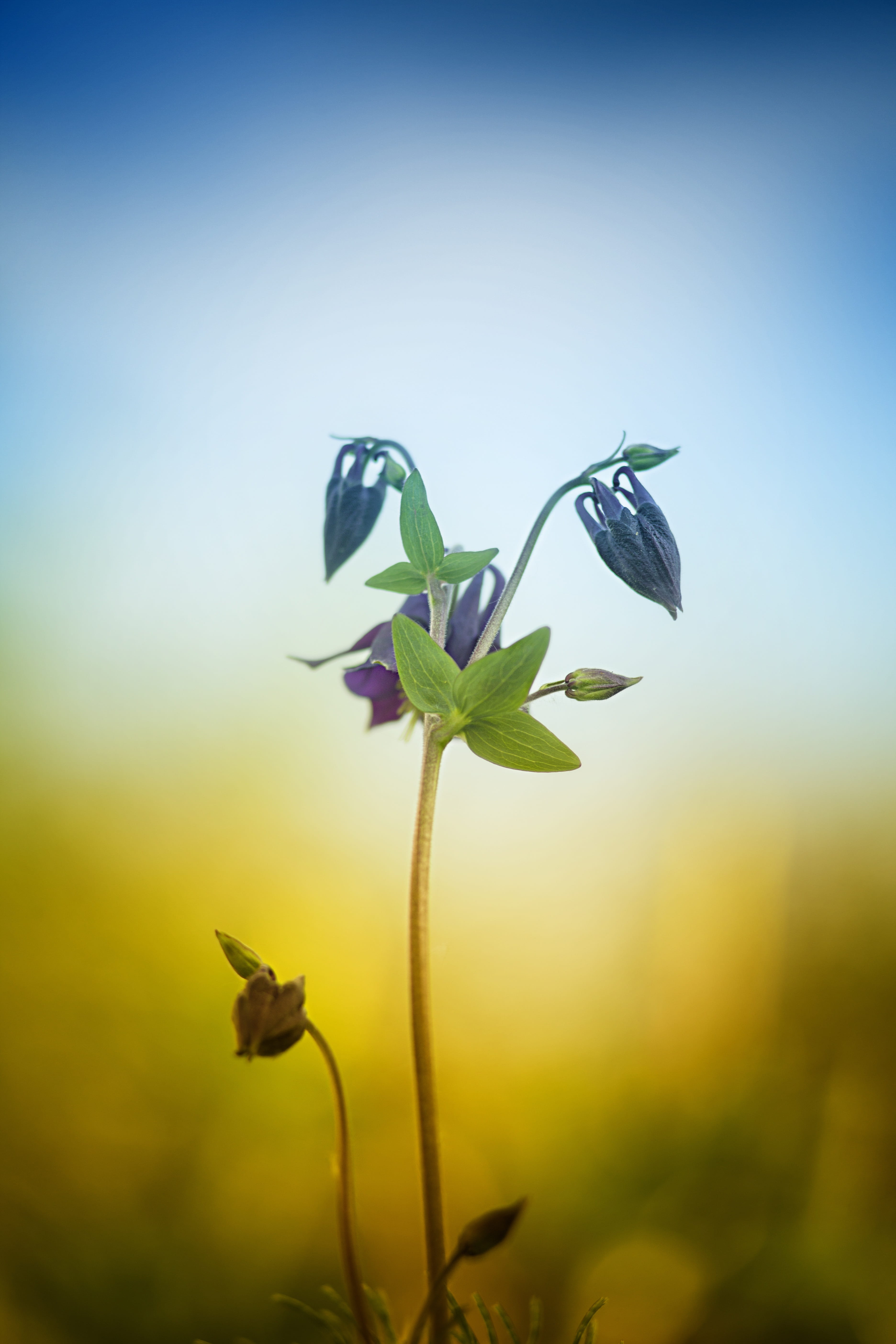 plant stem, focus on foreground, sky, silence, no one, day, flowers, green, 5K, leaf, beauty in nature, vulnerability, beauty, plant part, summer, shoots, Phone HD Wallpaper