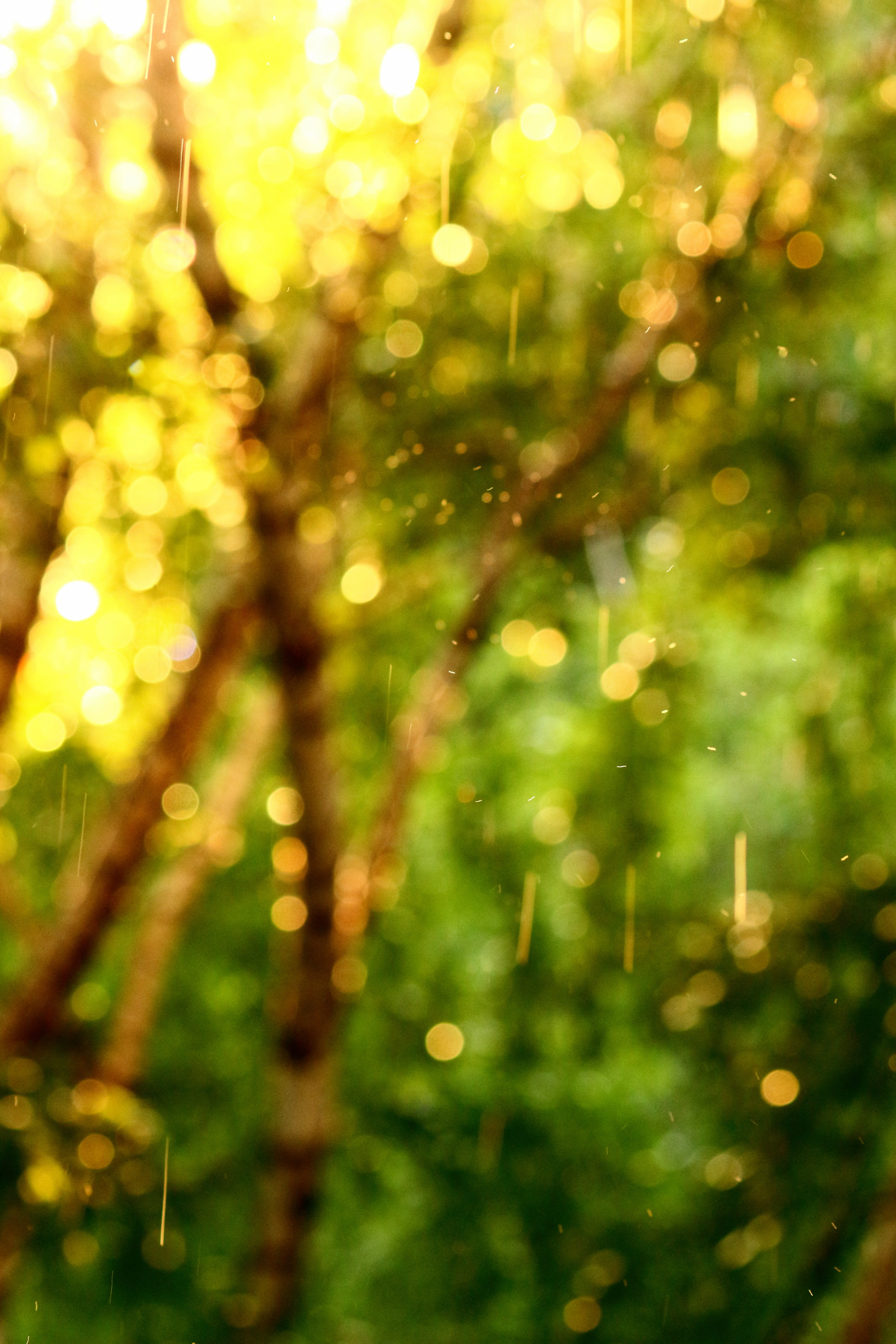 water, drop, day, selective focus, soft, plant, trees, greens, leaves, beauty in nature, bokeh, forest, wet, drops of water, defocused, vacation, no people, Phone HD Wallpaper