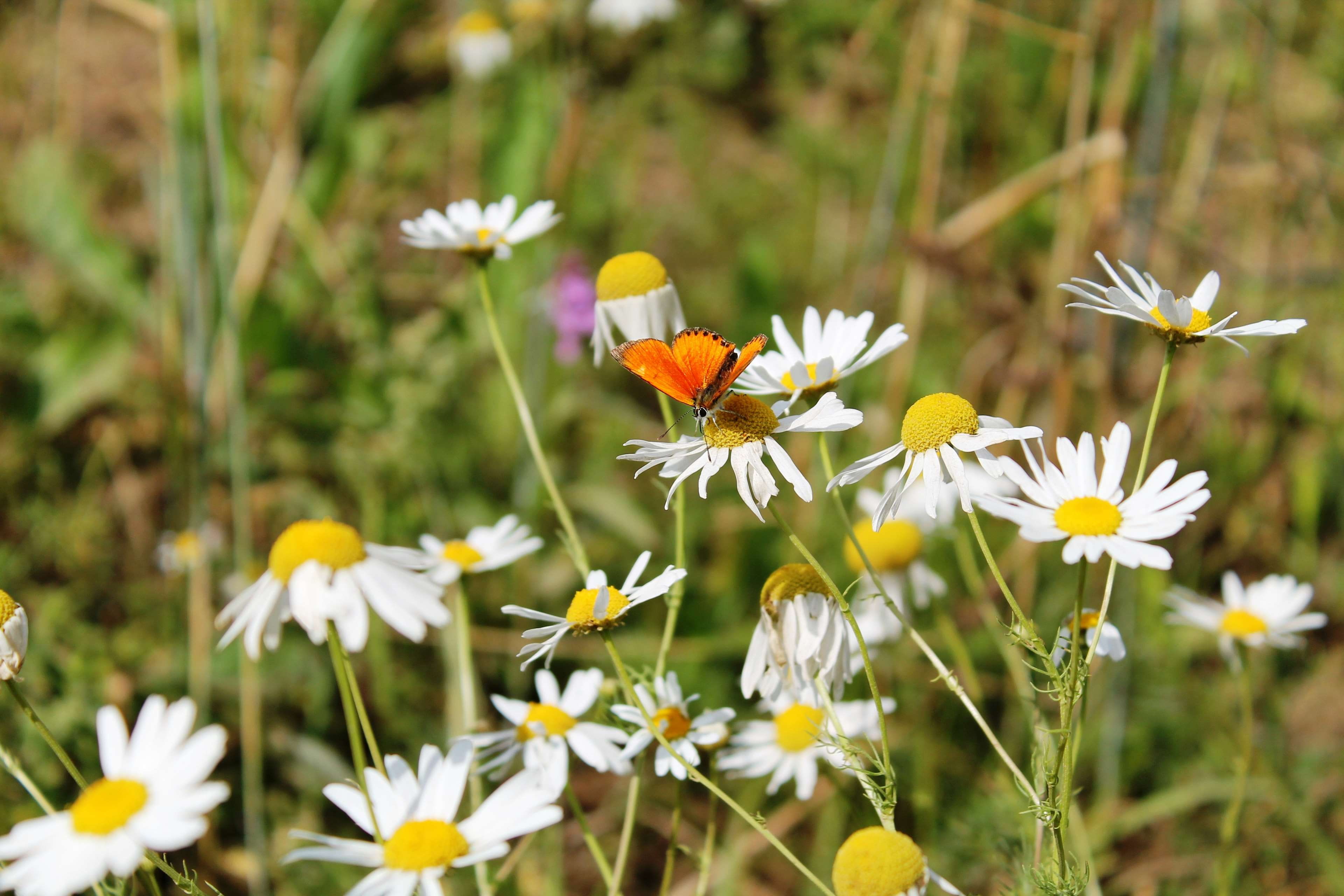 day, field, russia, grass, pollen, vulnerability, freshness, flowering plant, plant, growth, flower head, white color, close-up, inflorescence, daisy, 4K, HD Wallpaper