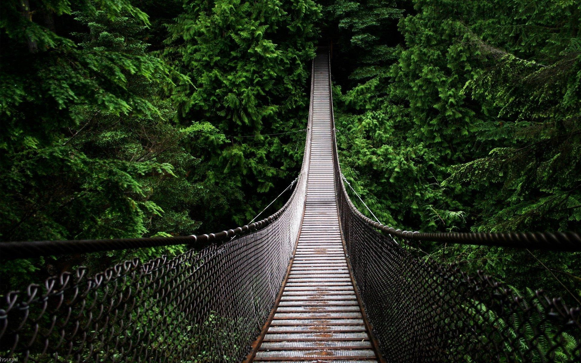 tree tops, animals, swinging bridge, 1080P, cable, bridge, swinging, high, HD Wallpaper